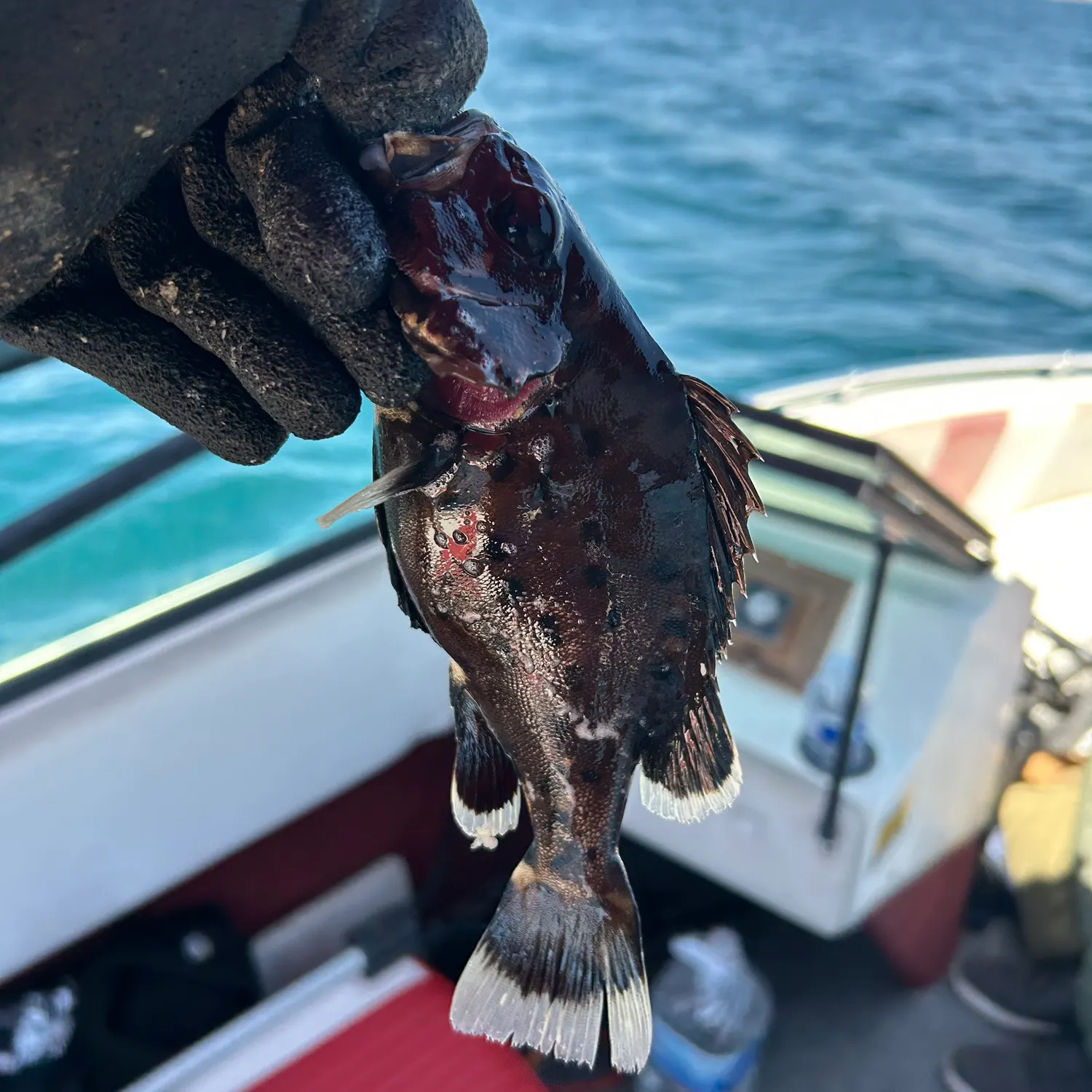 The most recent Giant sea bass catches on Fishbrain