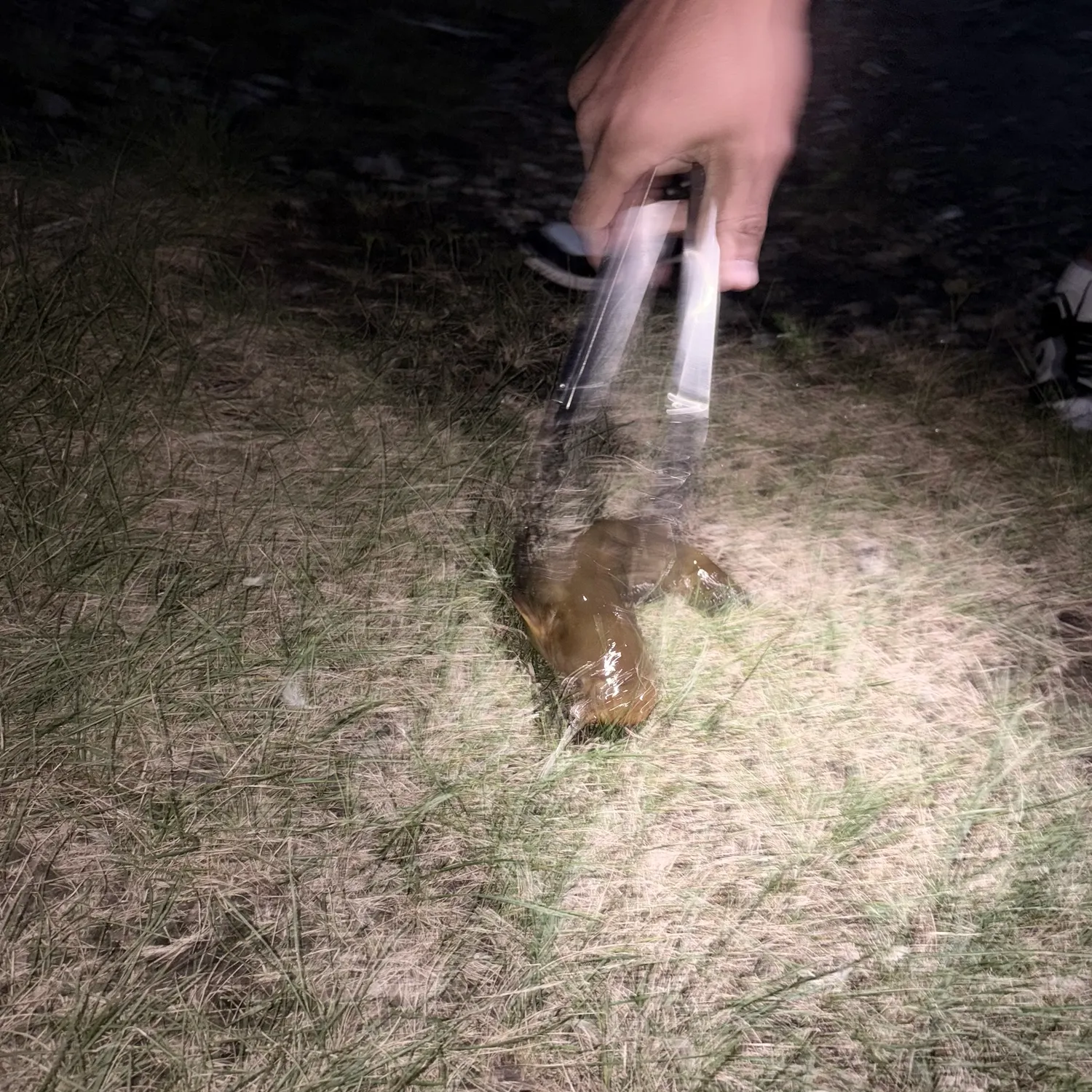 Yellow bullhead caught on Fishbrain