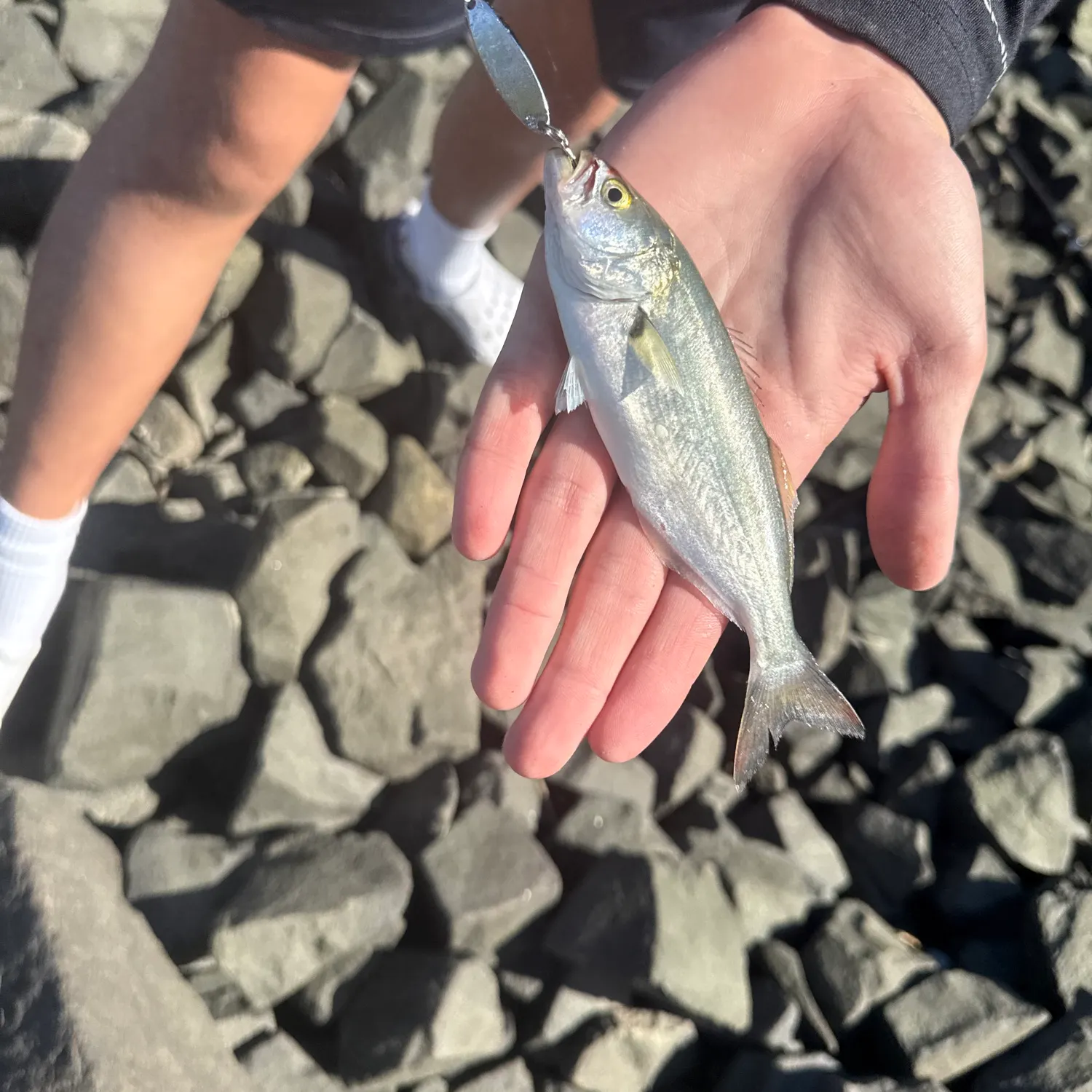 Bluefish caught on Fishbrain