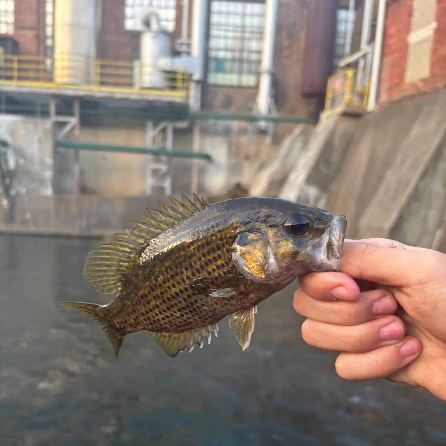 Rock bass caught on Fishbrain