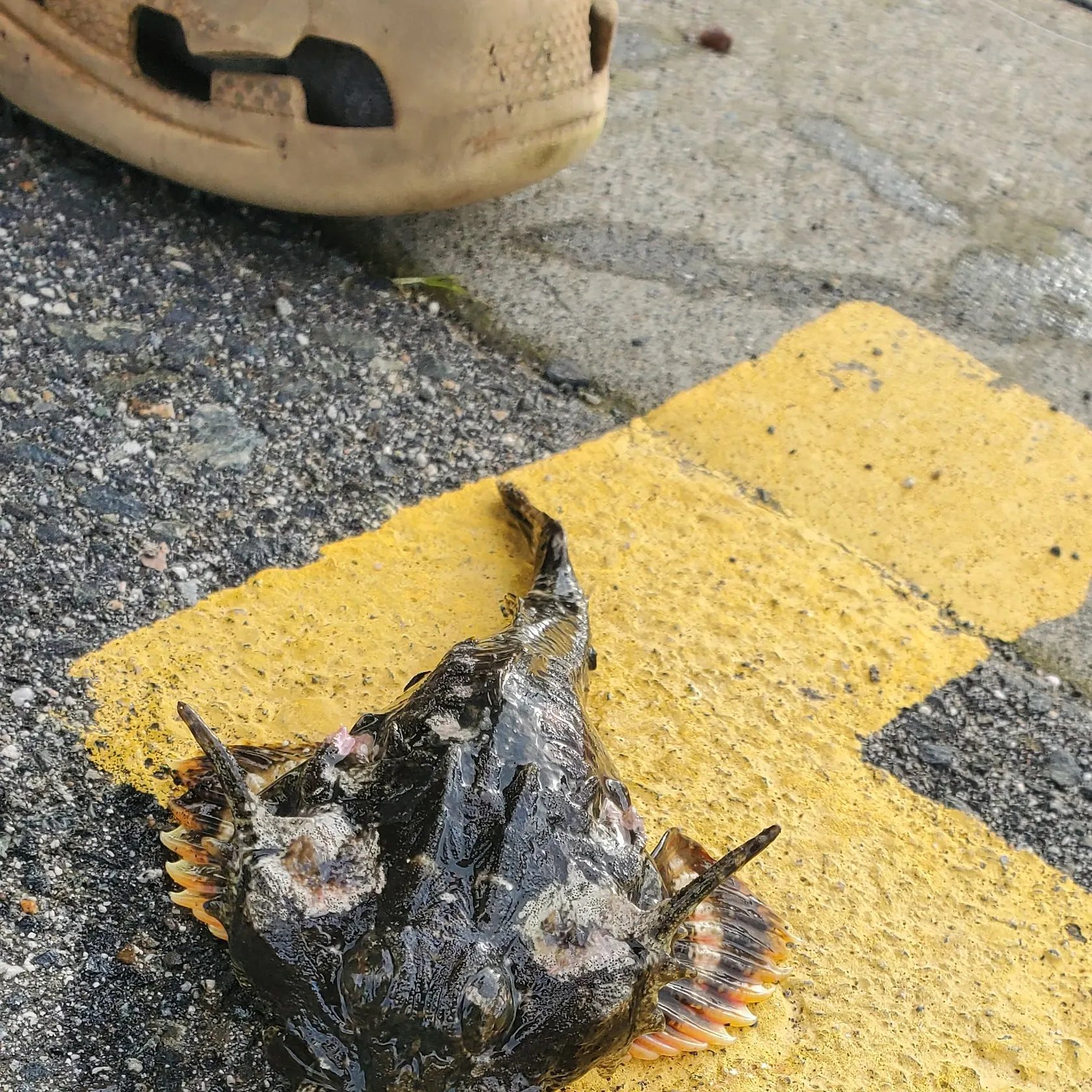 The most recent Buffalo sculpin catches on Fishbrain