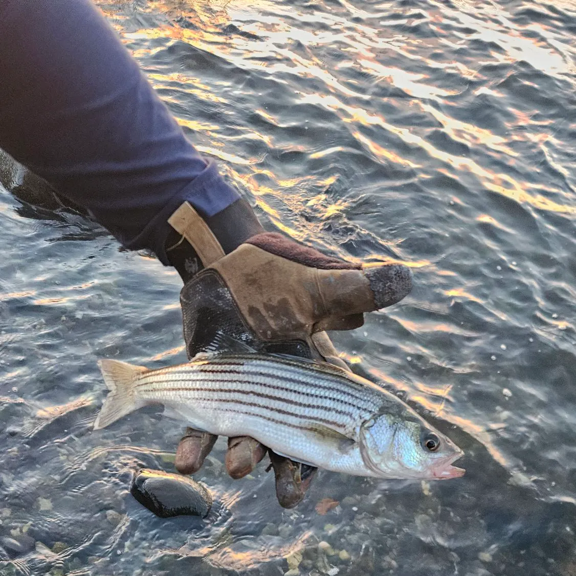 Striped bass caught on Fishbrain