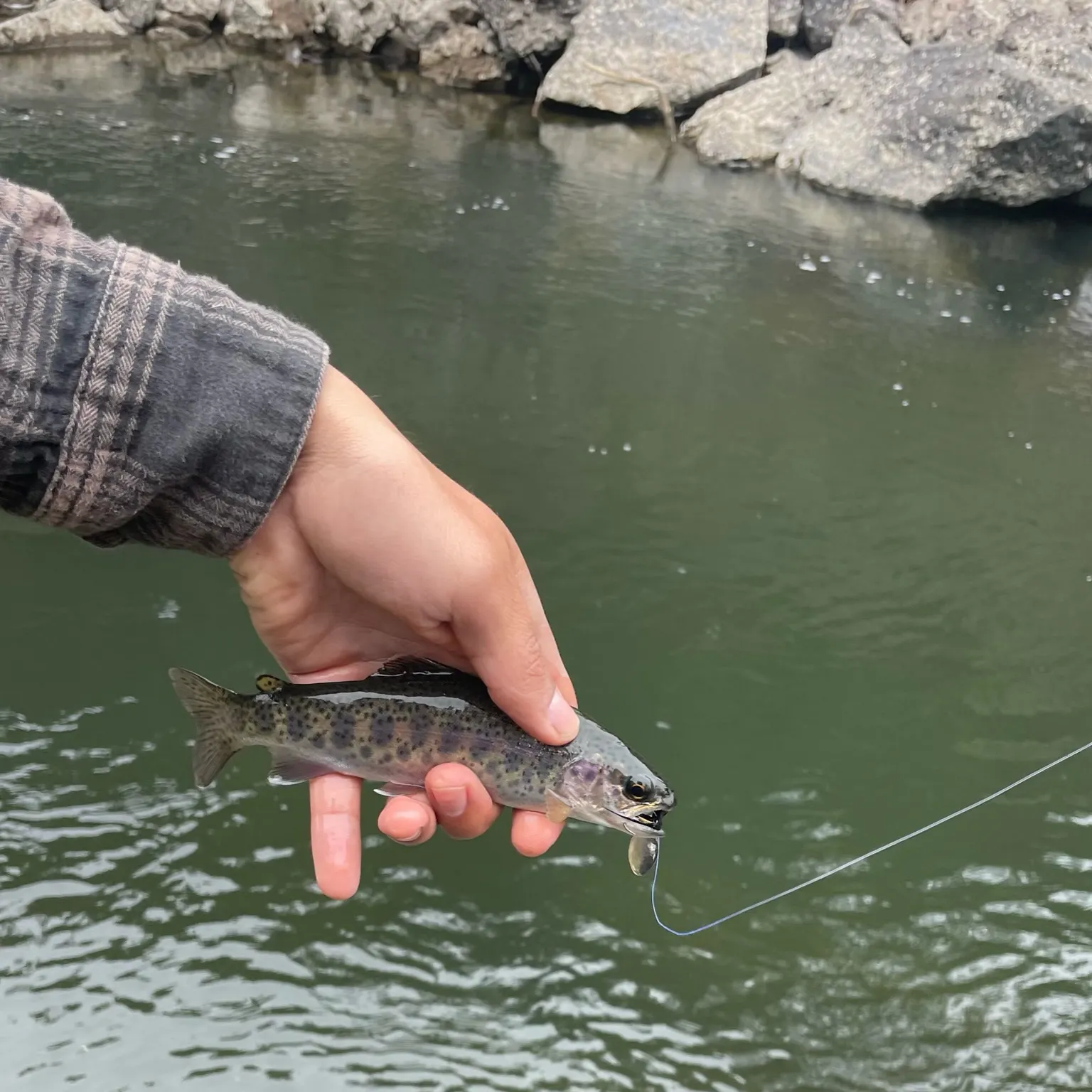 The most recent Great basin redband trout catches on Fishbrain