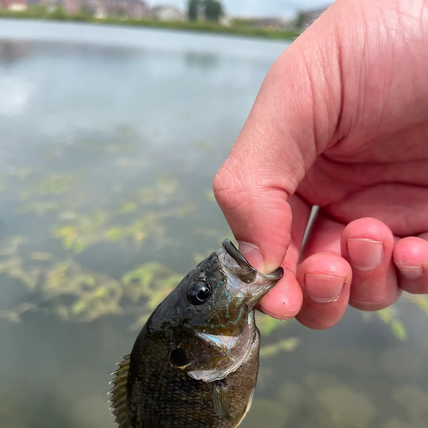 Greengill hybrid caught on Fishbrain