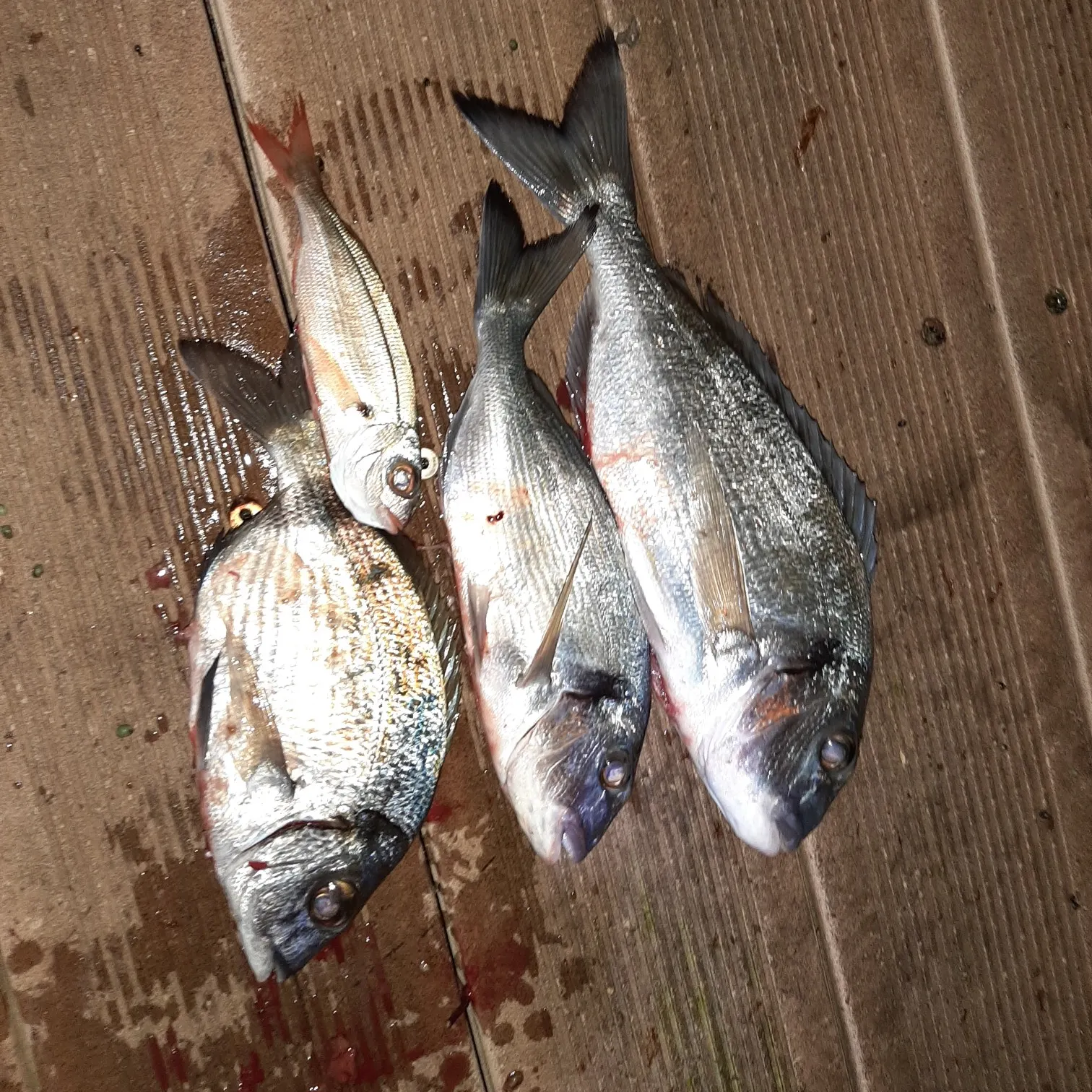 recently logged catches