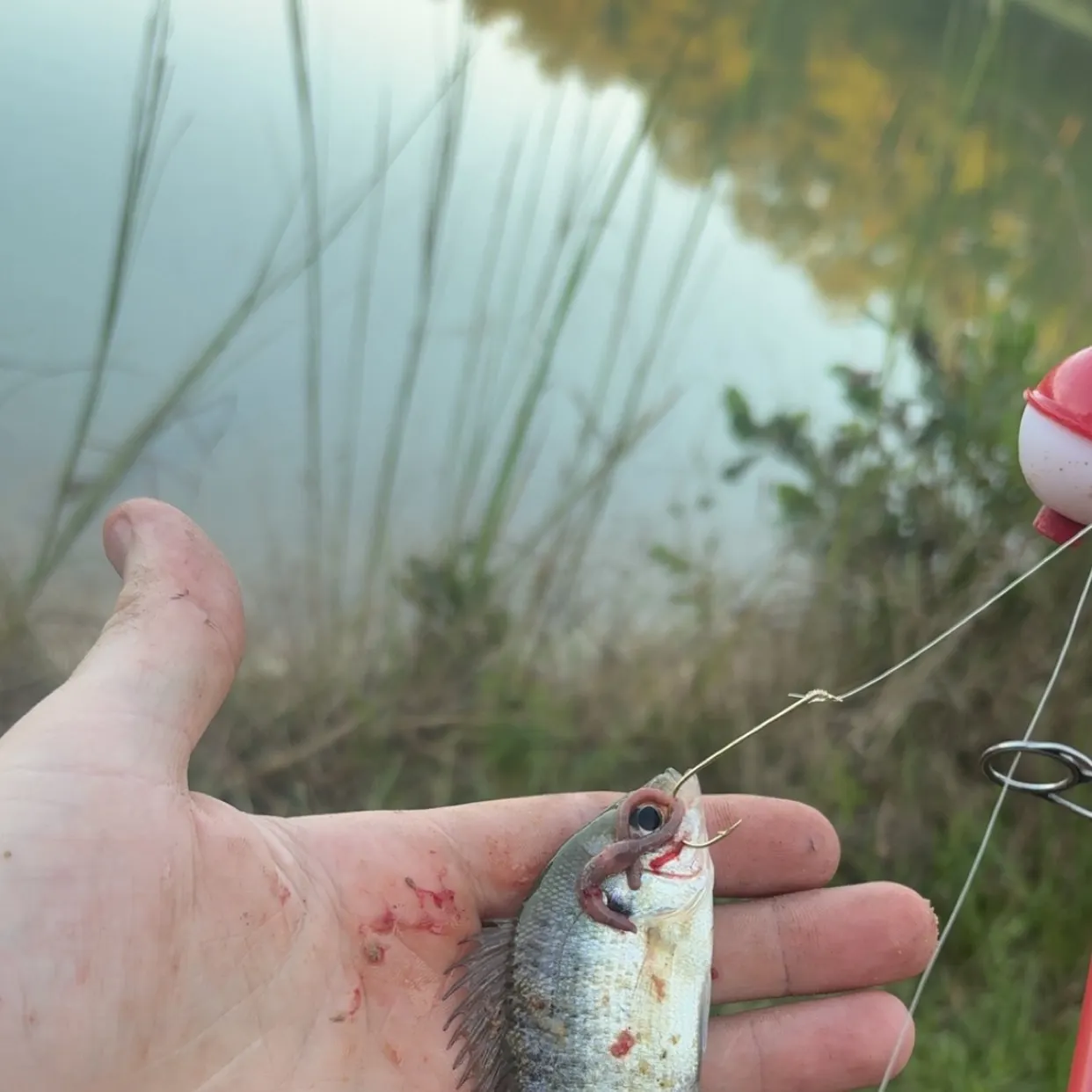 Bluegill caught on Fishbrain
