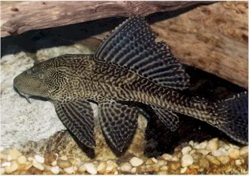 Vermiculated sailfin catfish