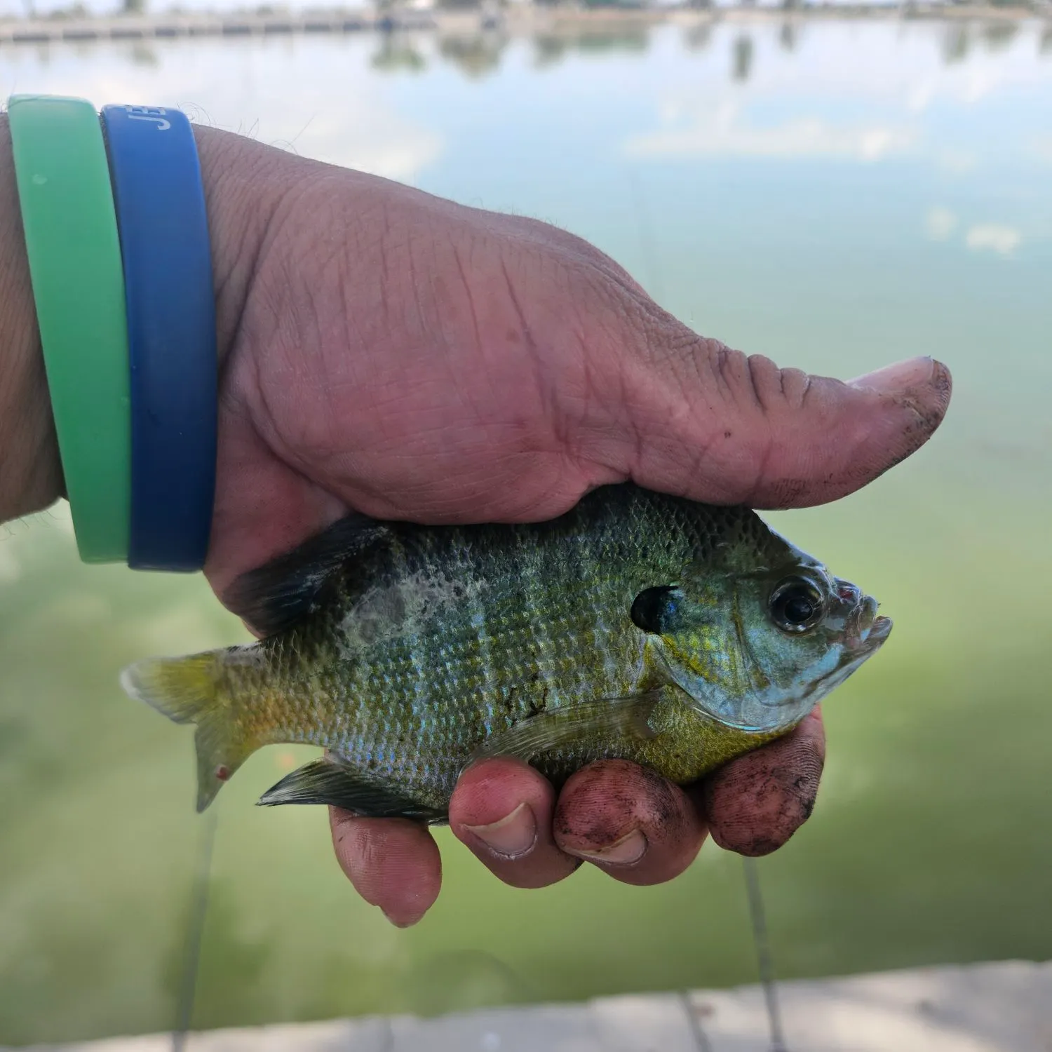 Bluegill caught on Fishbrain