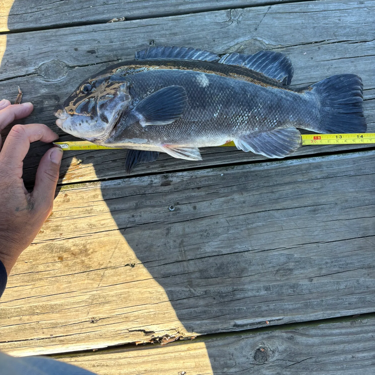 Tautog caught on Fishbrain