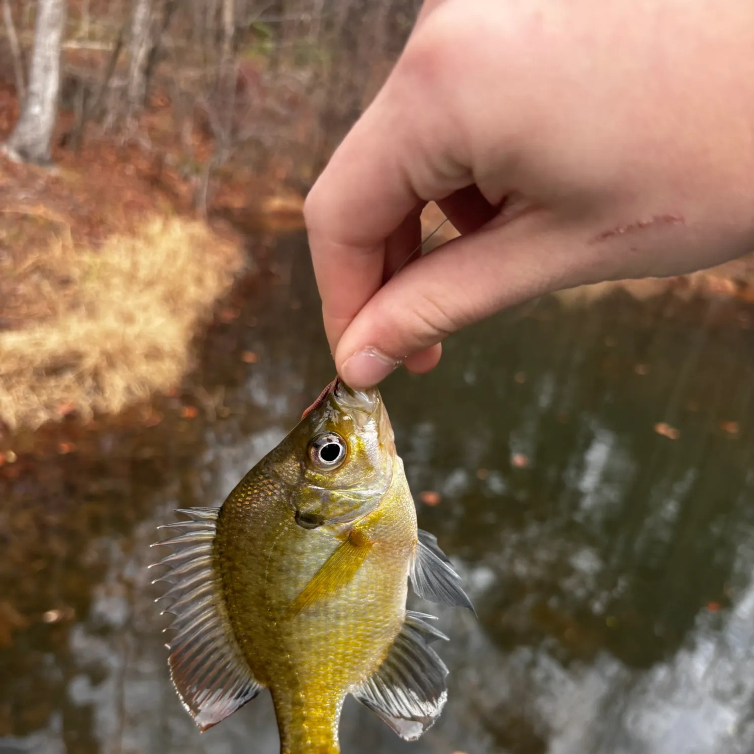 The most recent Bluegill x longear sunfish catches on Fishbrain