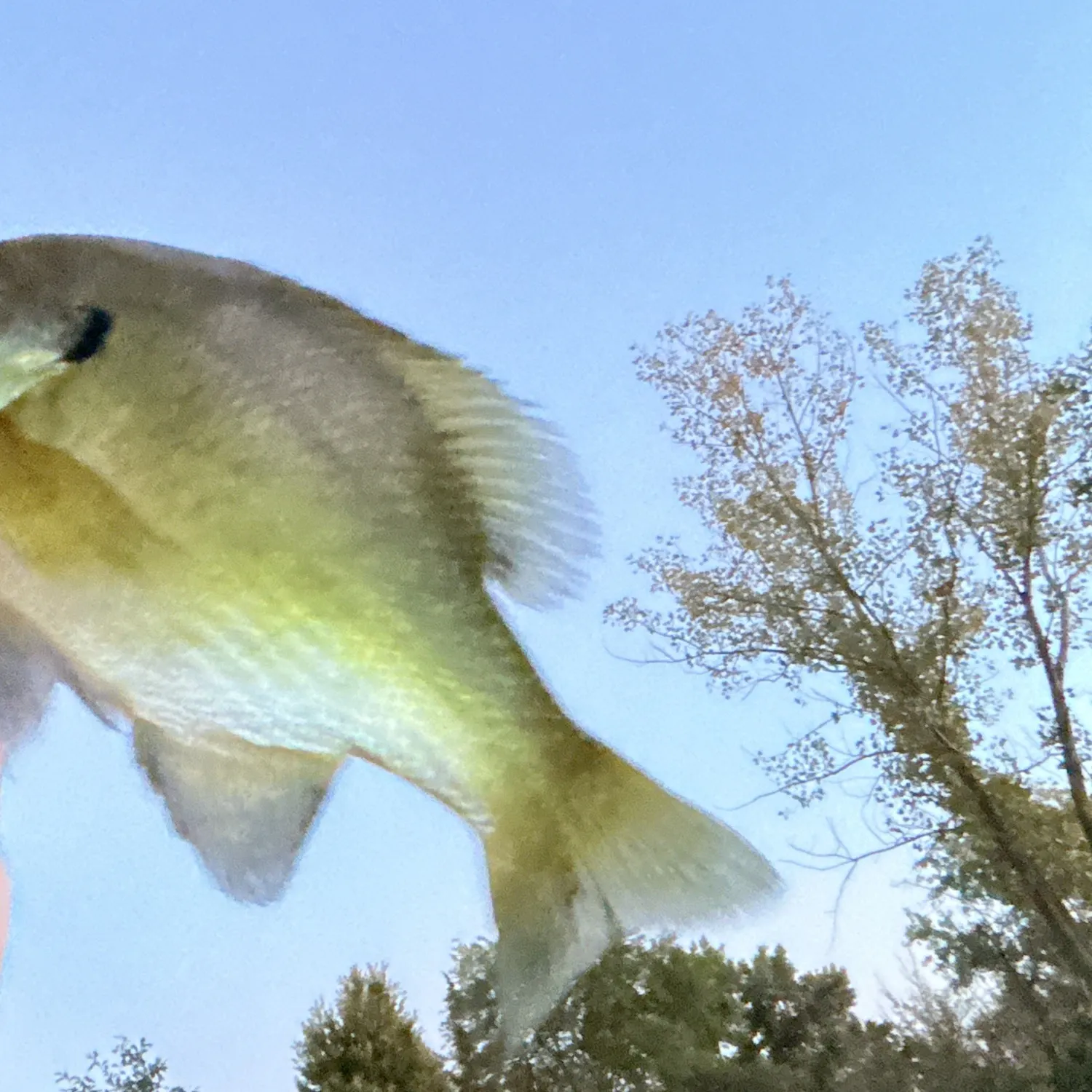 Bluegill caught on Fishbrain