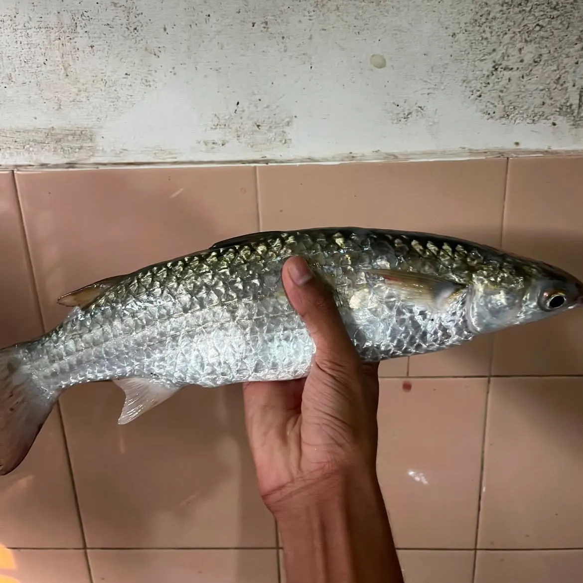 Striped mullet caught on Fishbrain