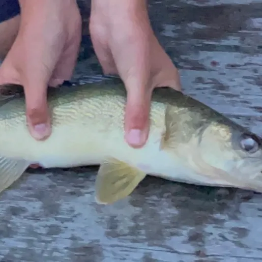 Walleye caught on Fishbrain