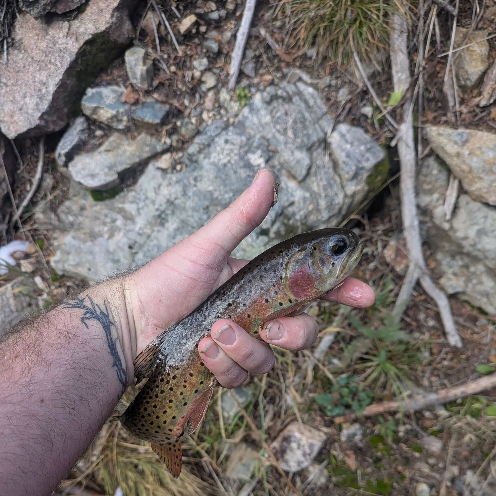 Cutthroat trout caught on Fishbrain