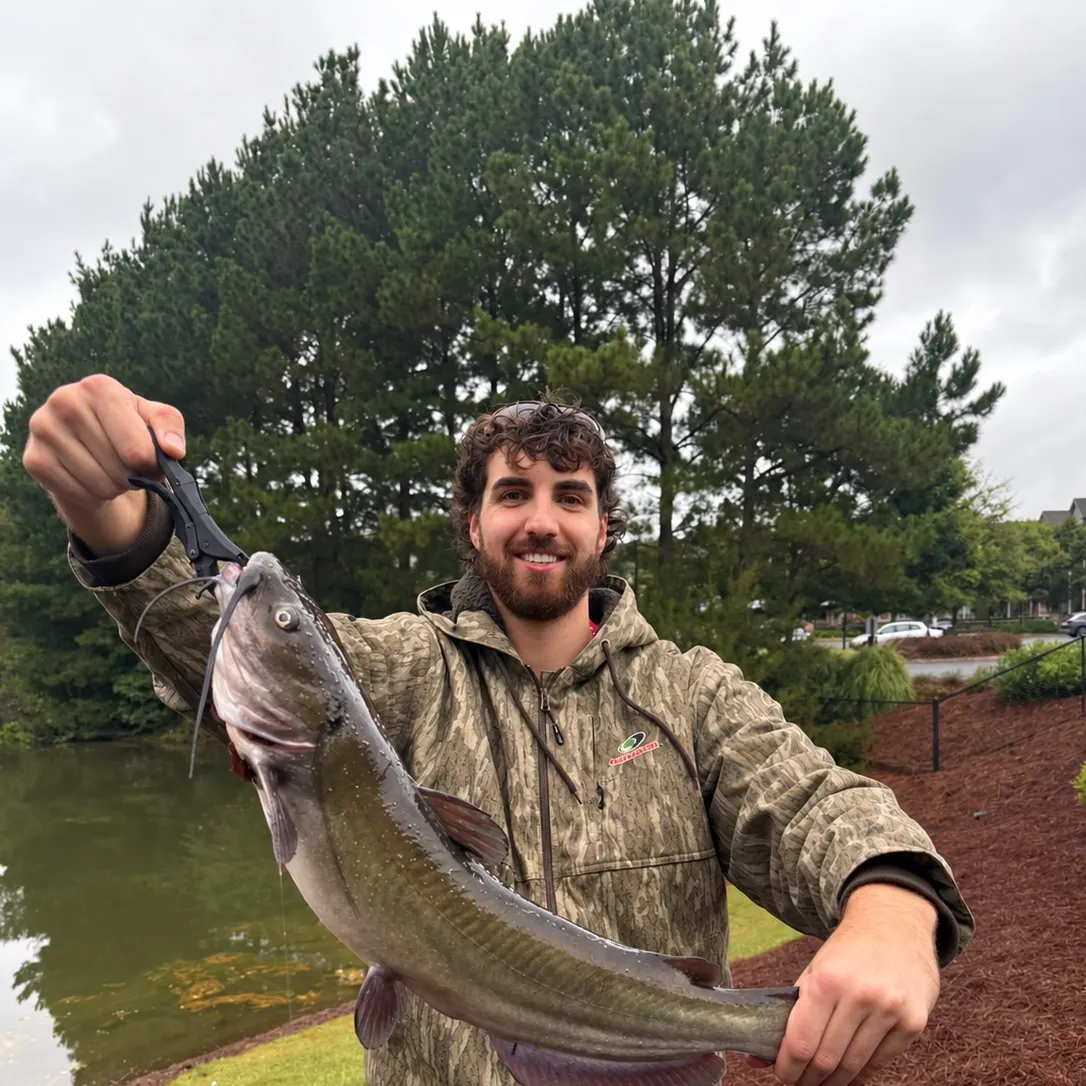 Channel catfish caught on Fishbrain