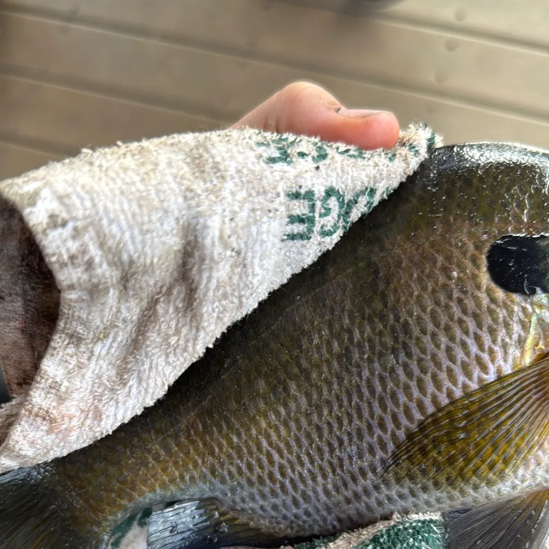 Bluegill caught on Fishbrain