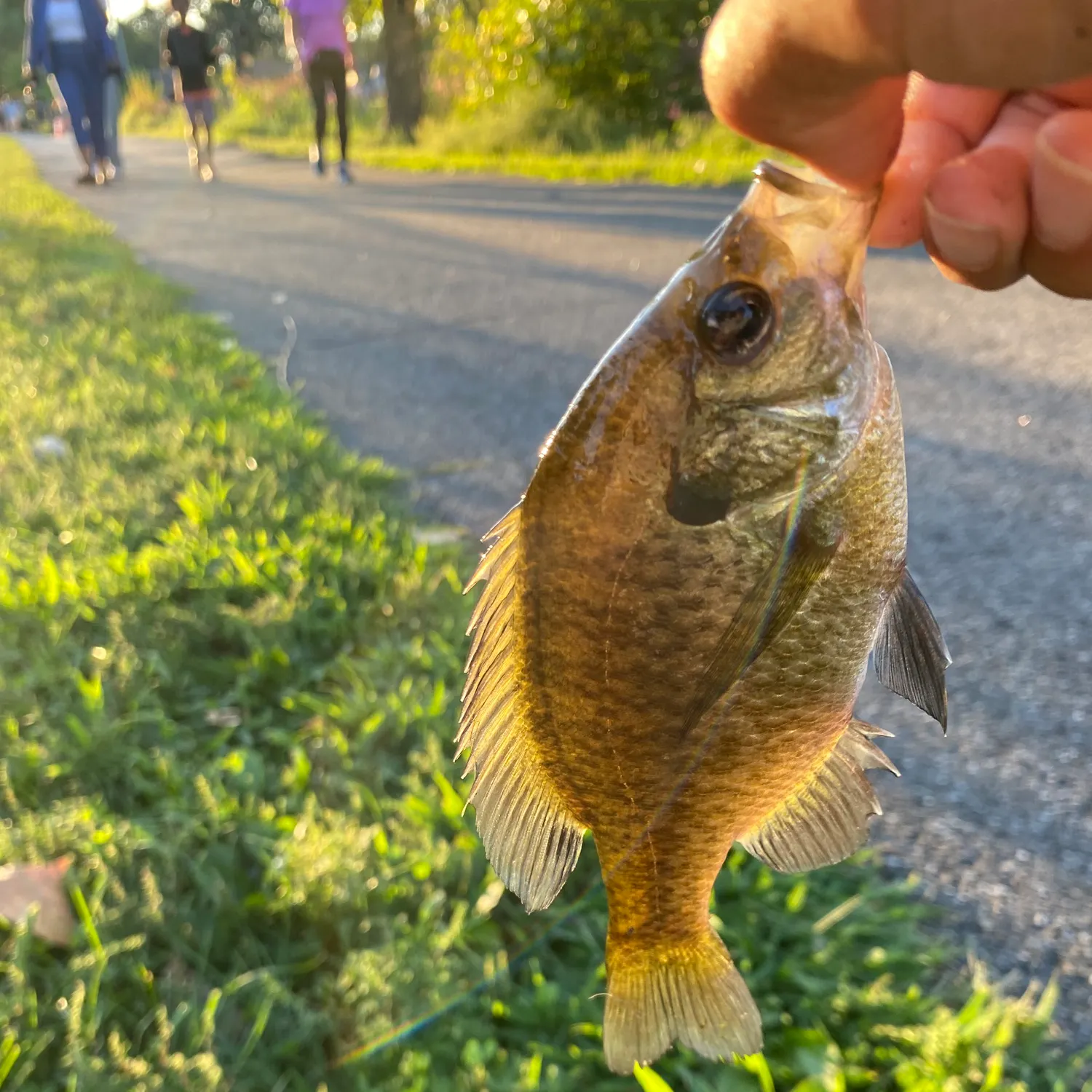 catch