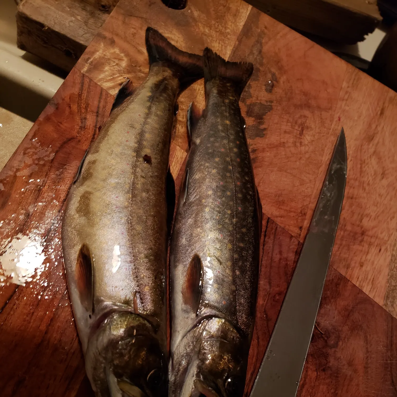 recently logged catches