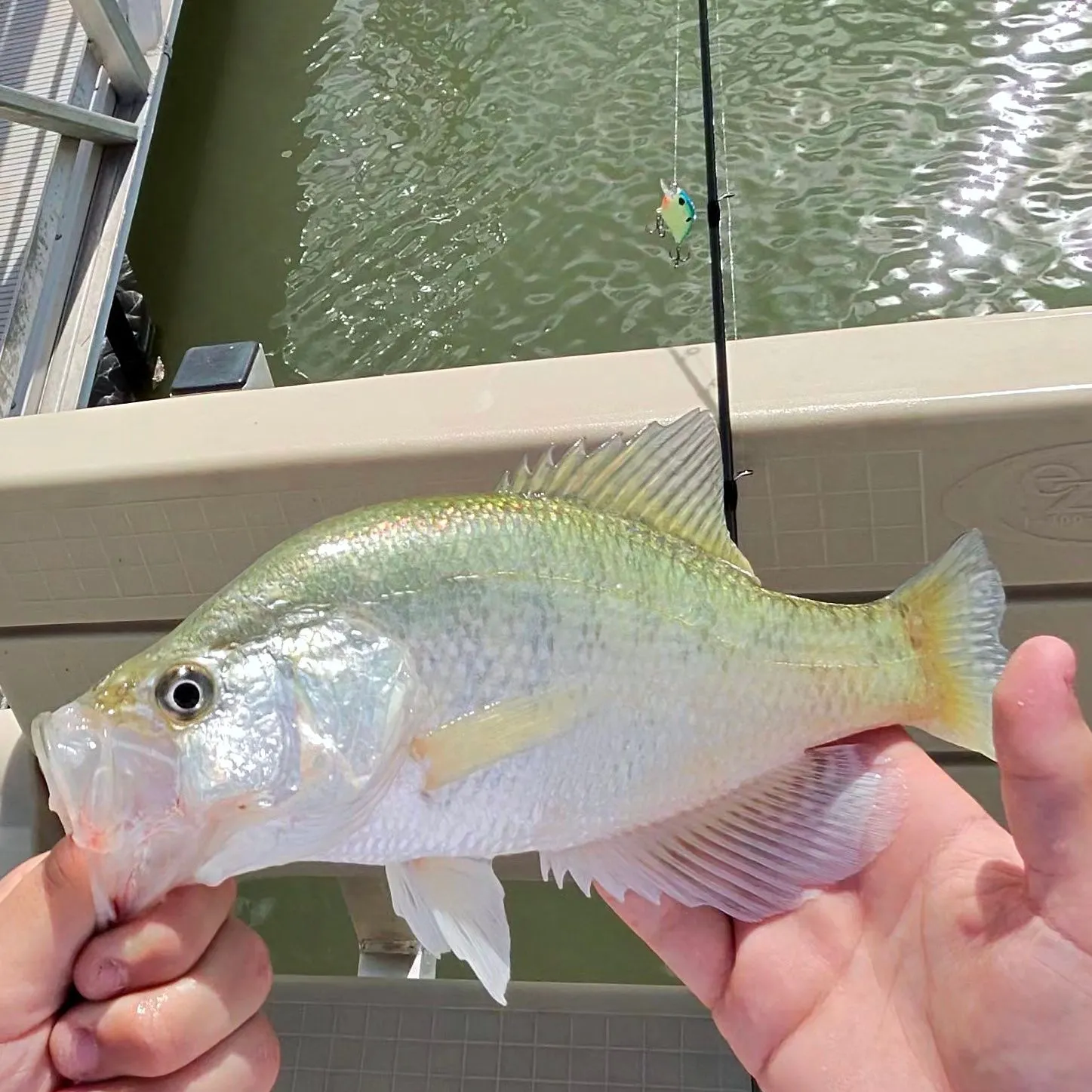 White crappie caught on Fishbrain