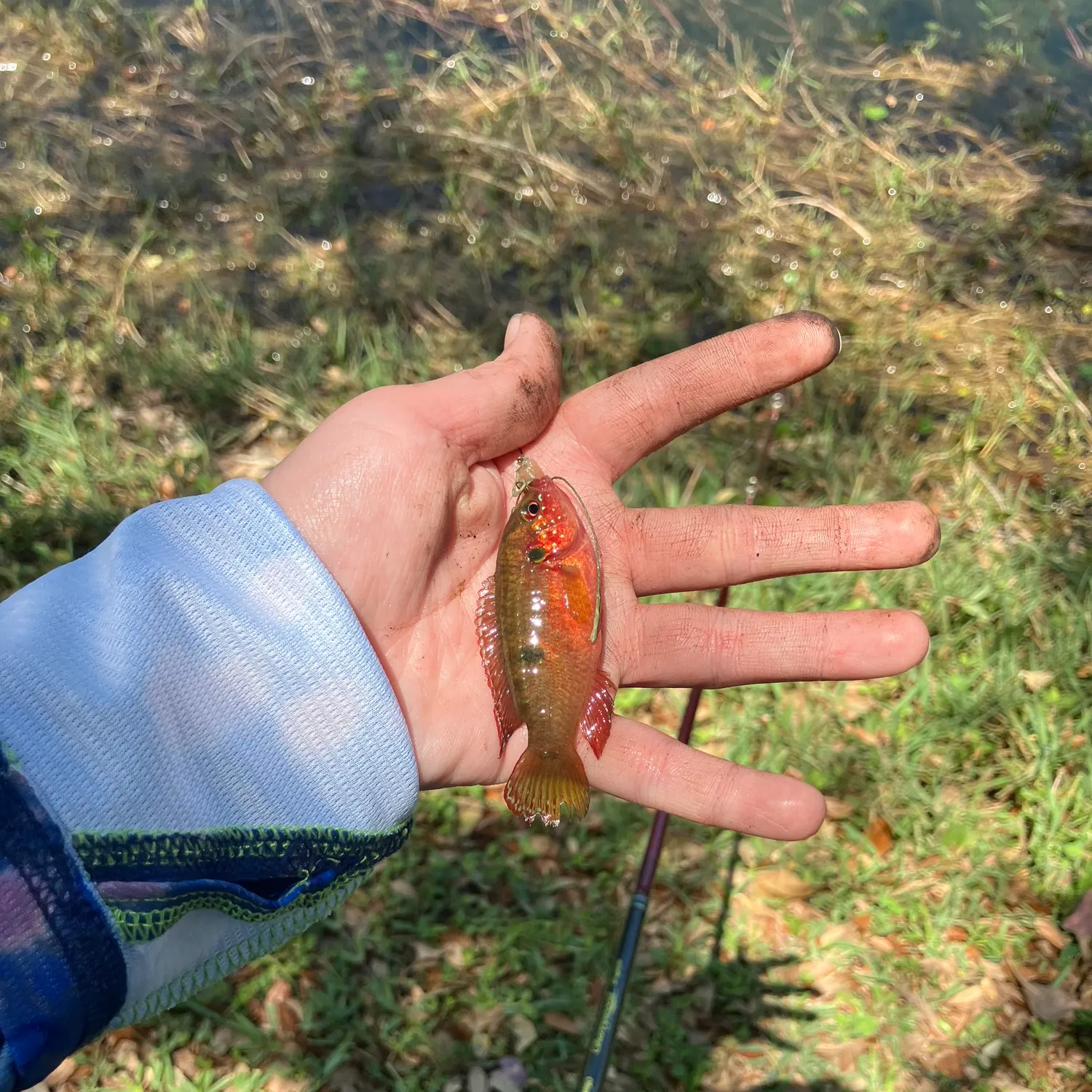 most liked catch image