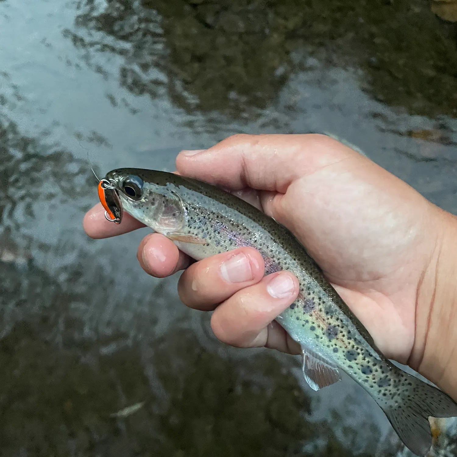 Rainbow trout caught on Fishbrain