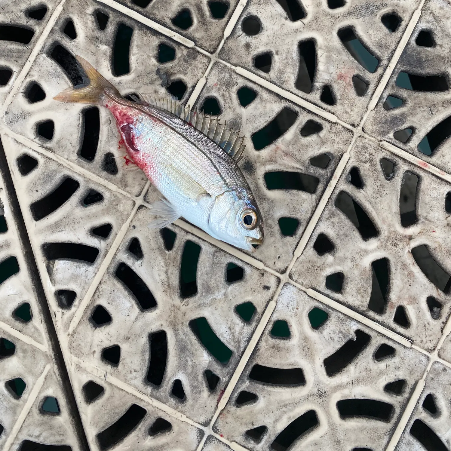 The most recent Common seabream catches on Fishbrain