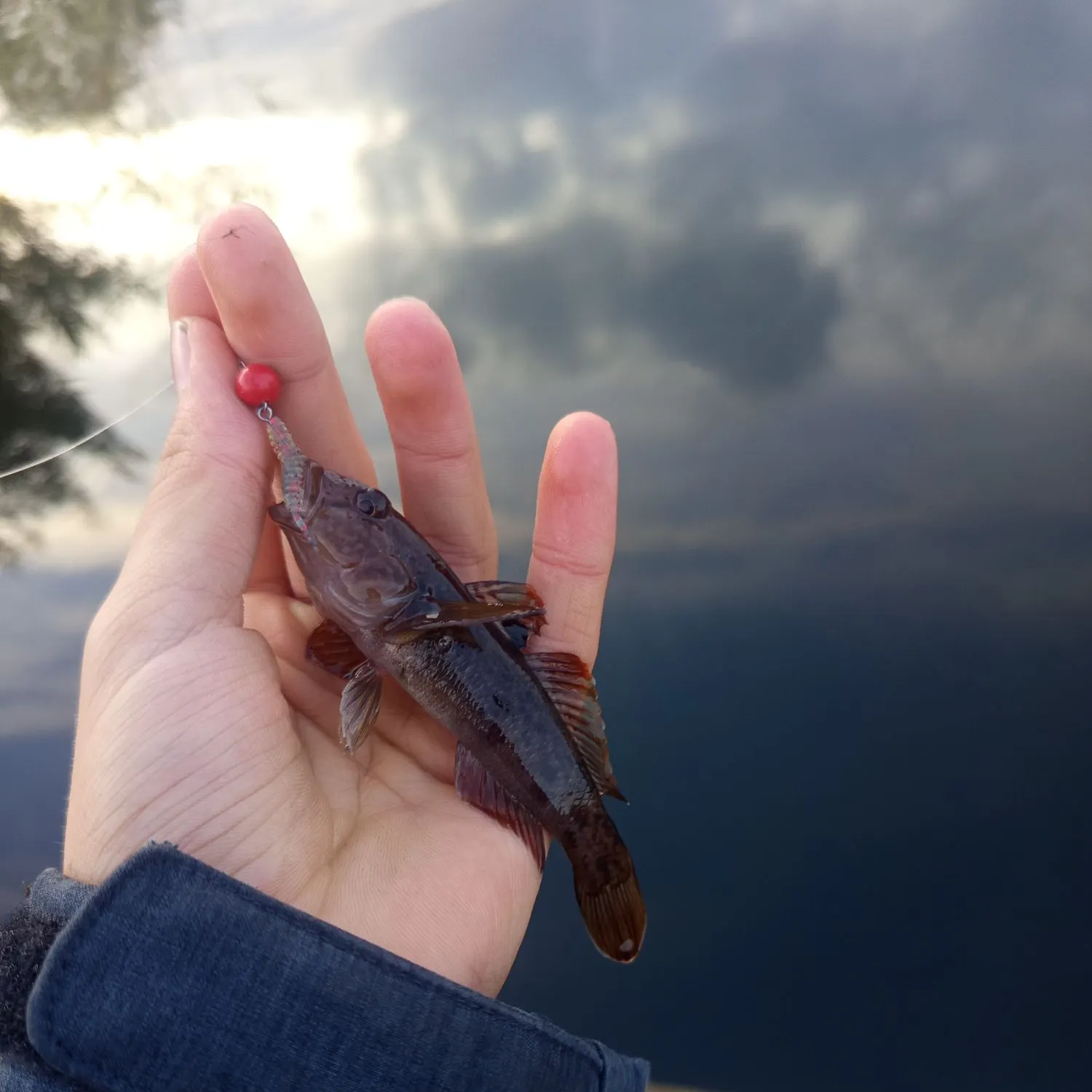 Round goby caught on Fishbrain