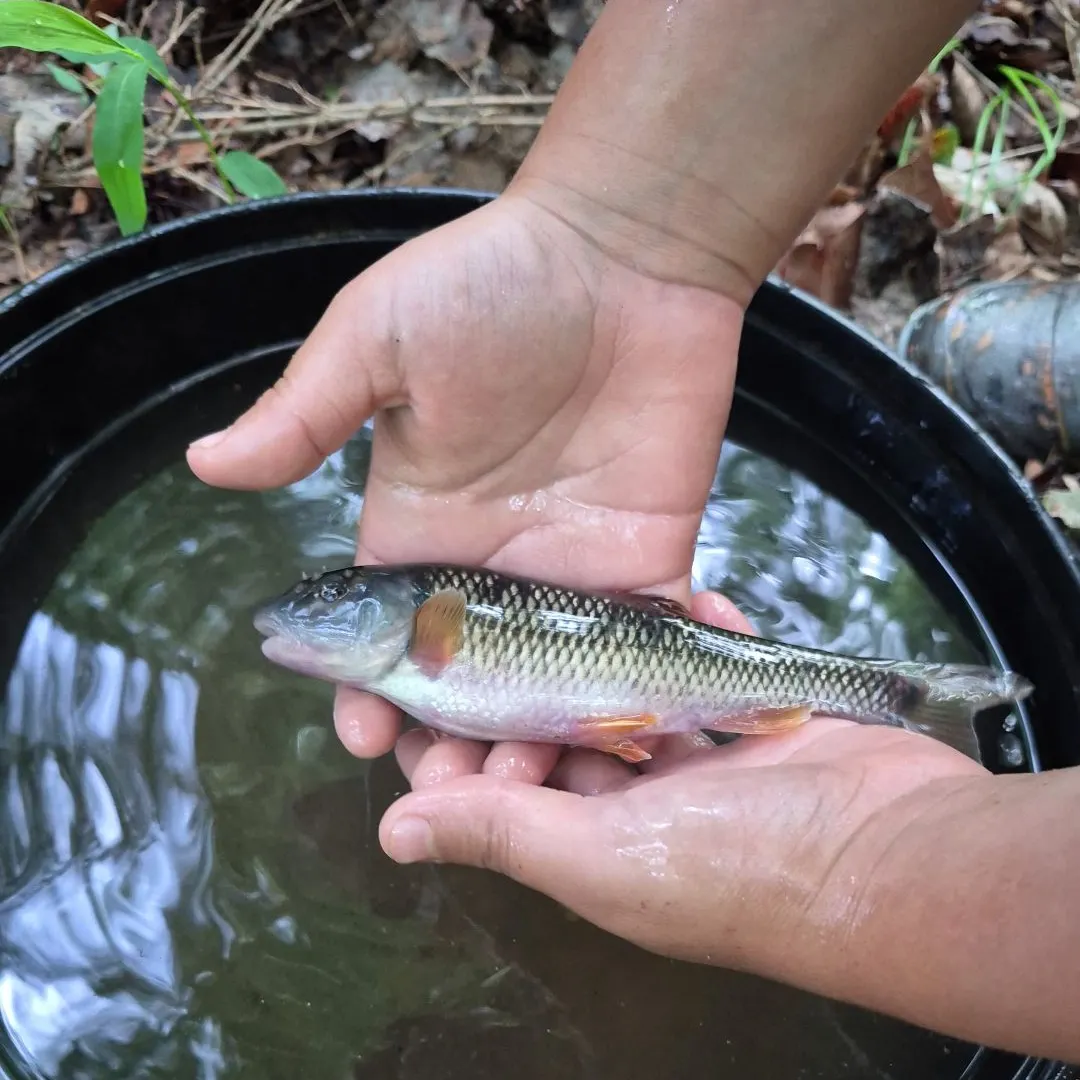 The most recent Striped shiner catches on Fishbrain