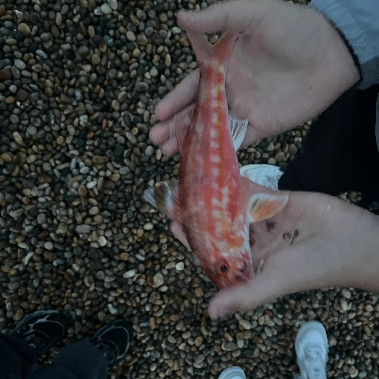 The most recent Striped red mullet catches on Fishbrain
