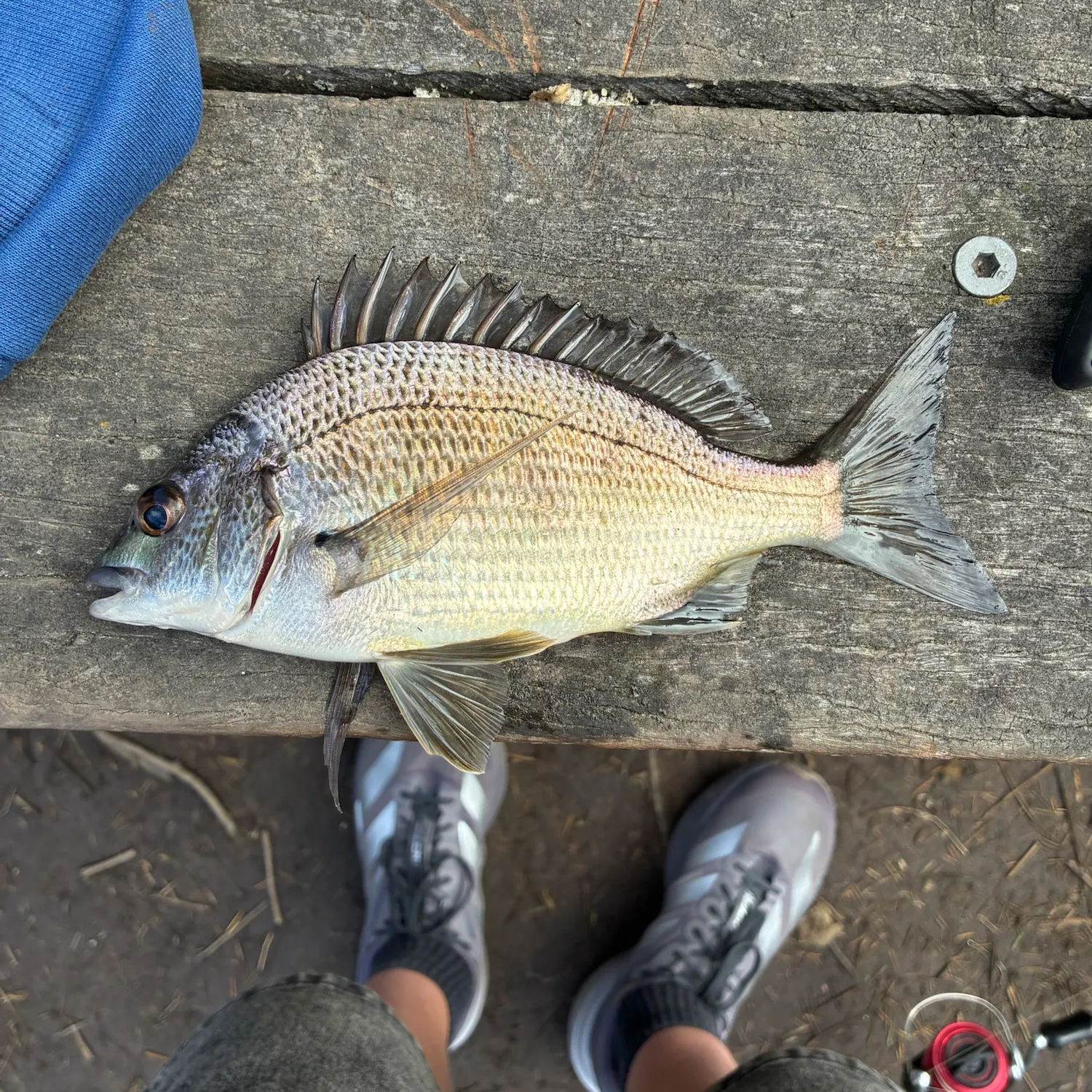 Surf bream caught on Fishbrain