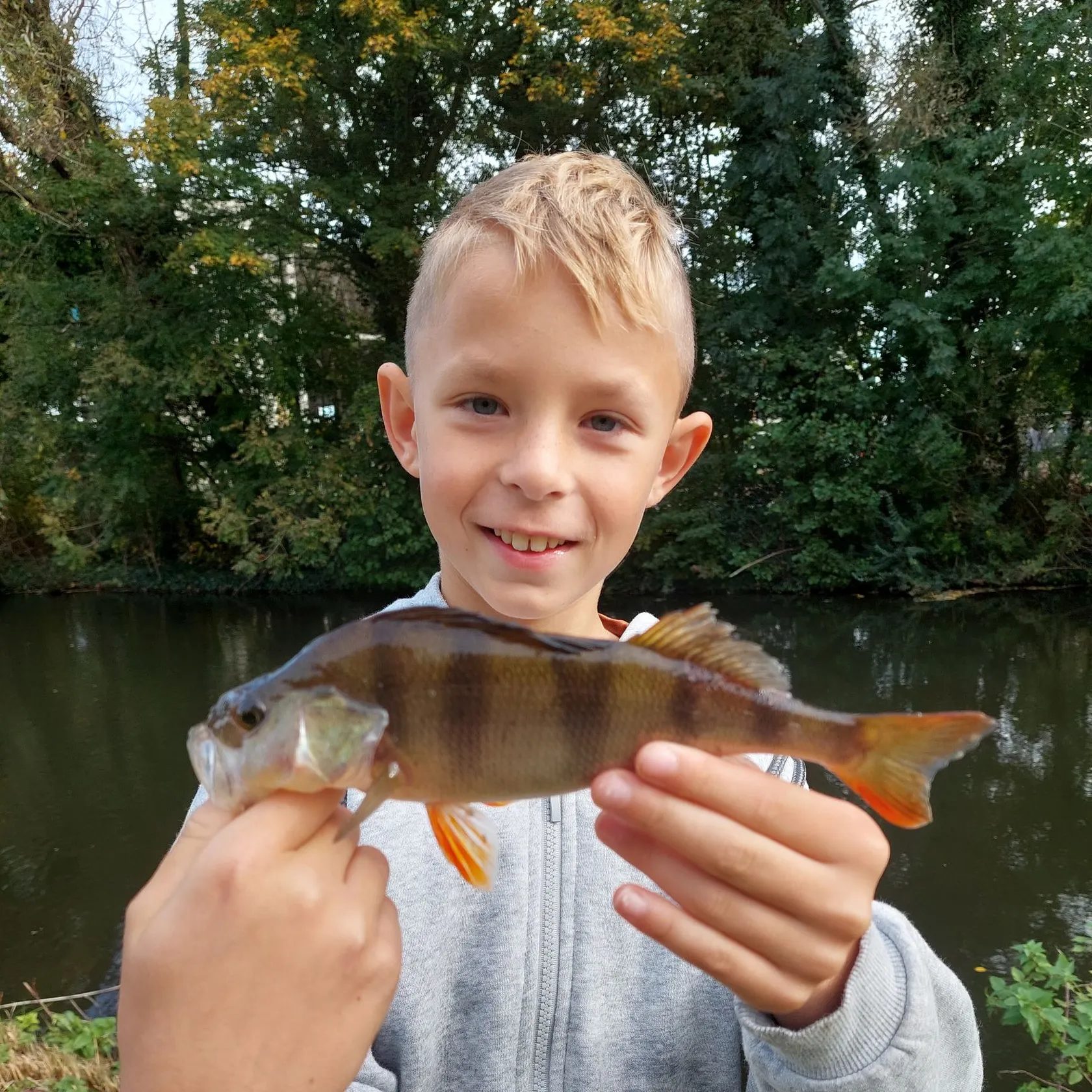 European perch caught on Fishbrain