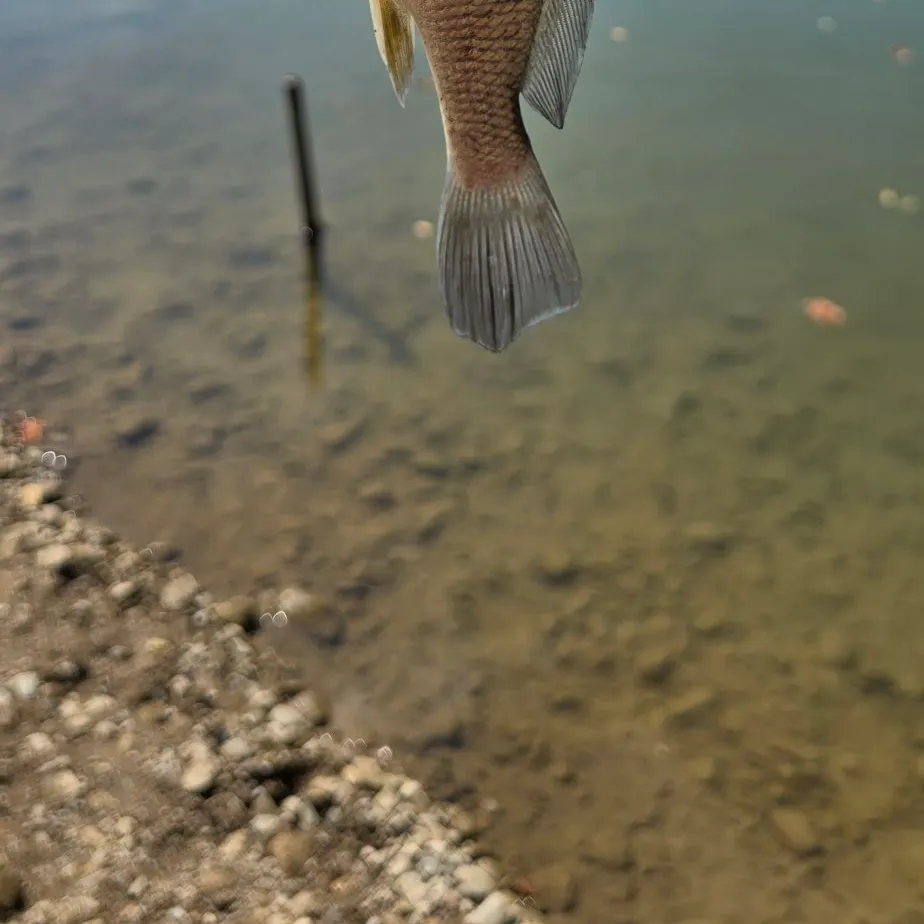 Freshwater drum caught on Fishbrain