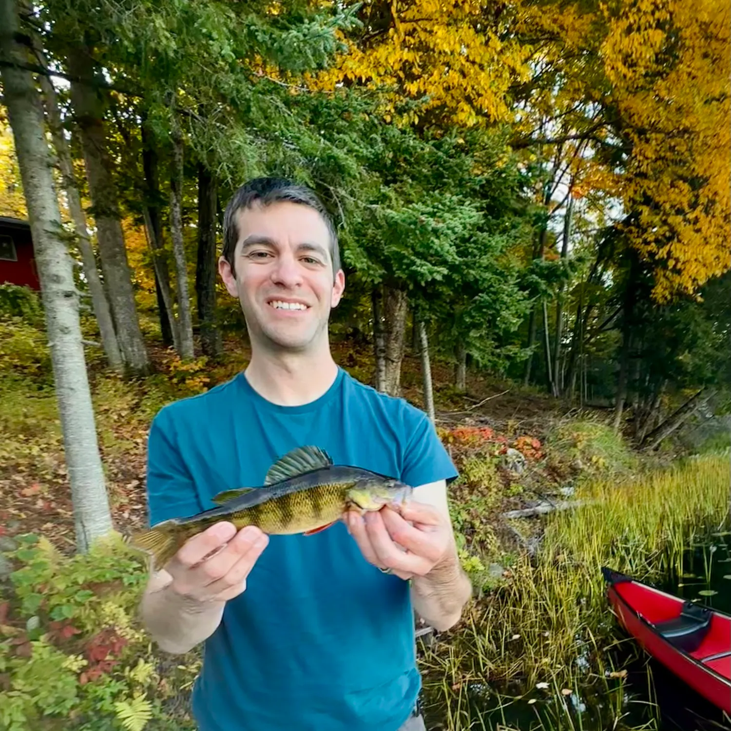 Yellow perch caught on Fishbrain