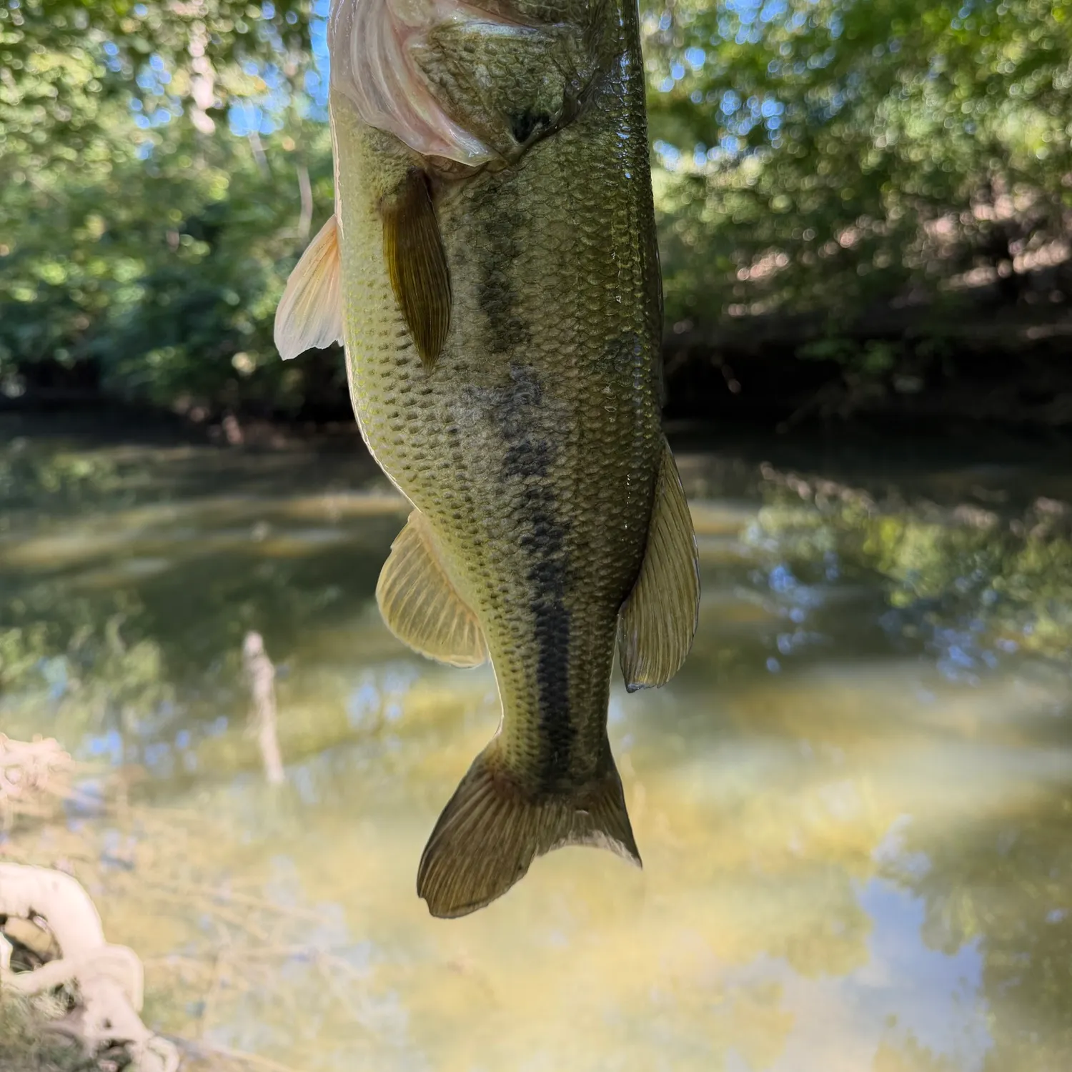 Largemouth bass caught on Fishbrain