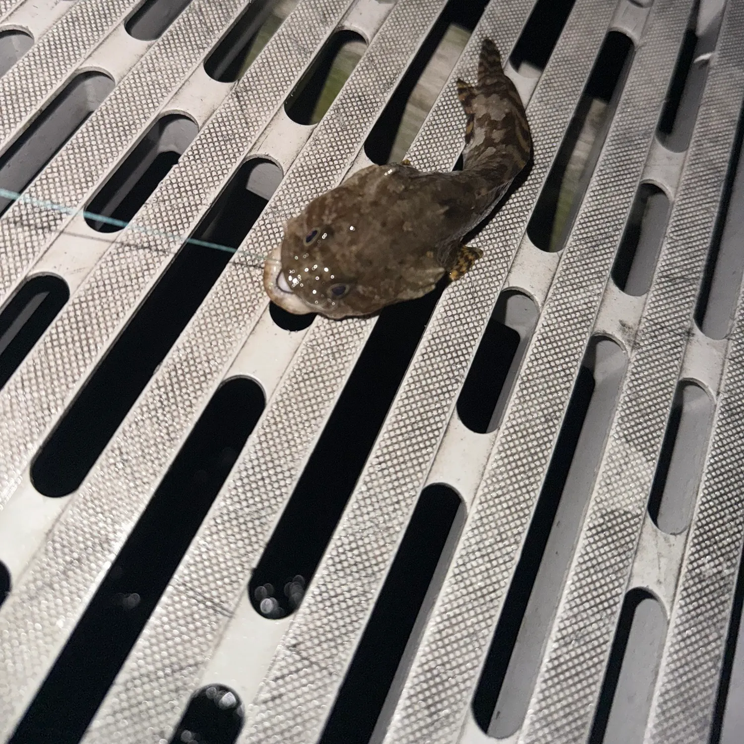 Gulf toadfish caught on Fishbrain