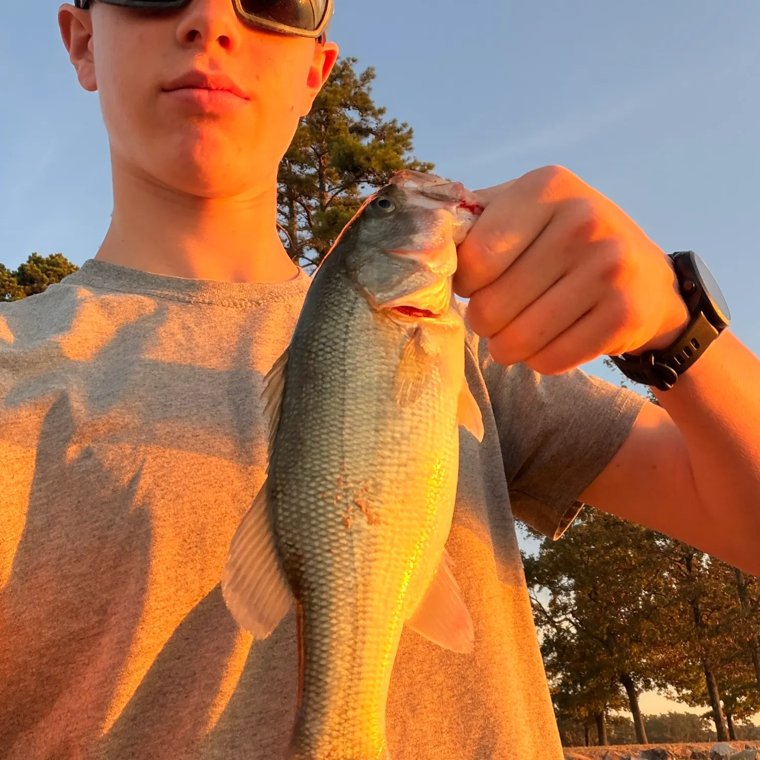 Largemouth bass caught on Fishbrain
