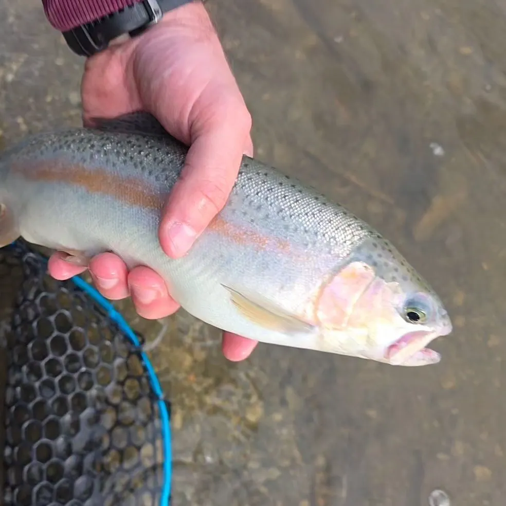Rainbow trout caught on Fishbrain