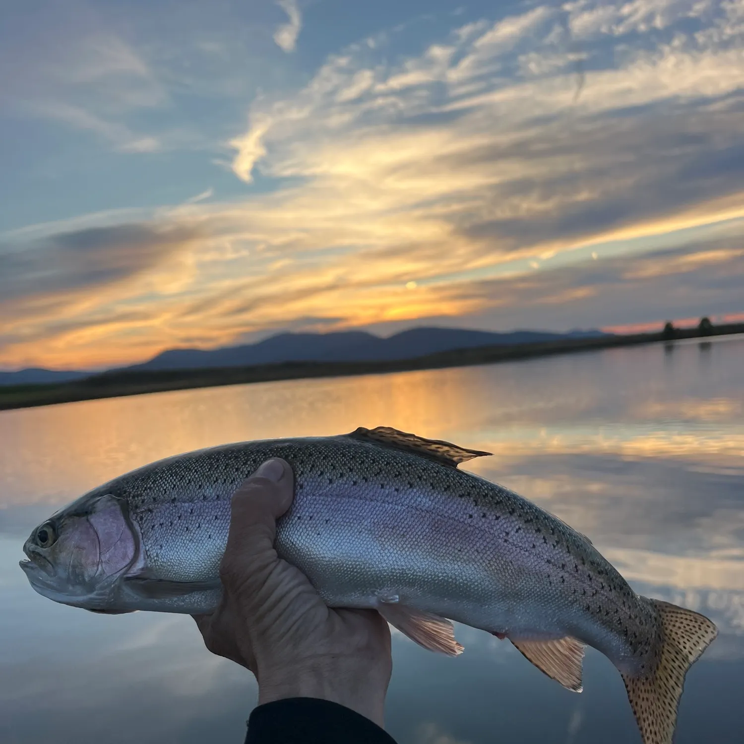 Rainbow trout caught on Fishbrain