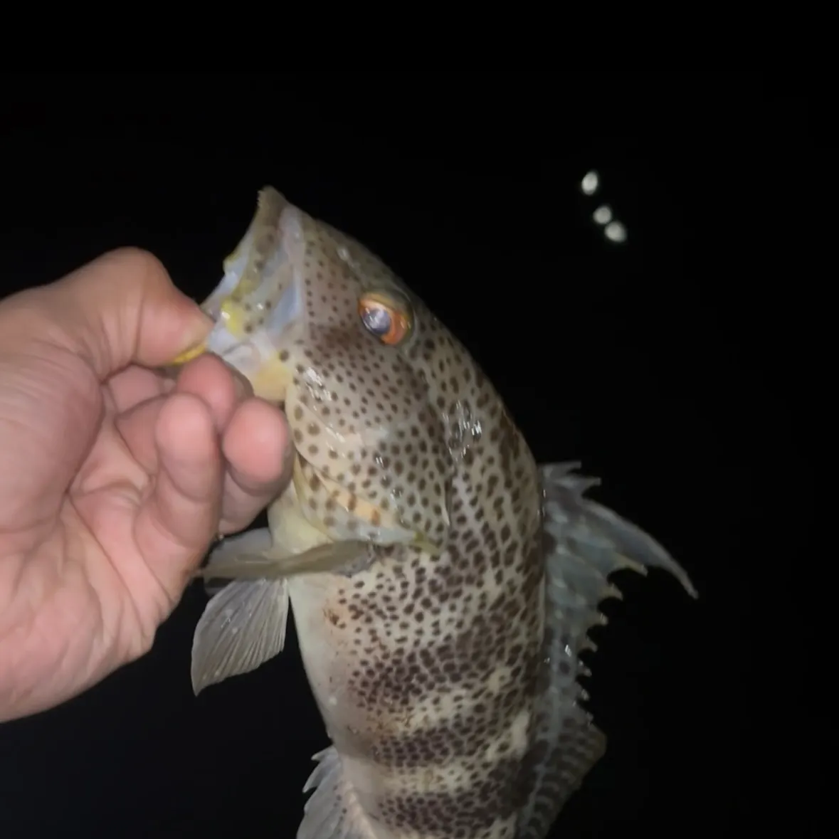 Spotted sand bass caught on Fishbrain