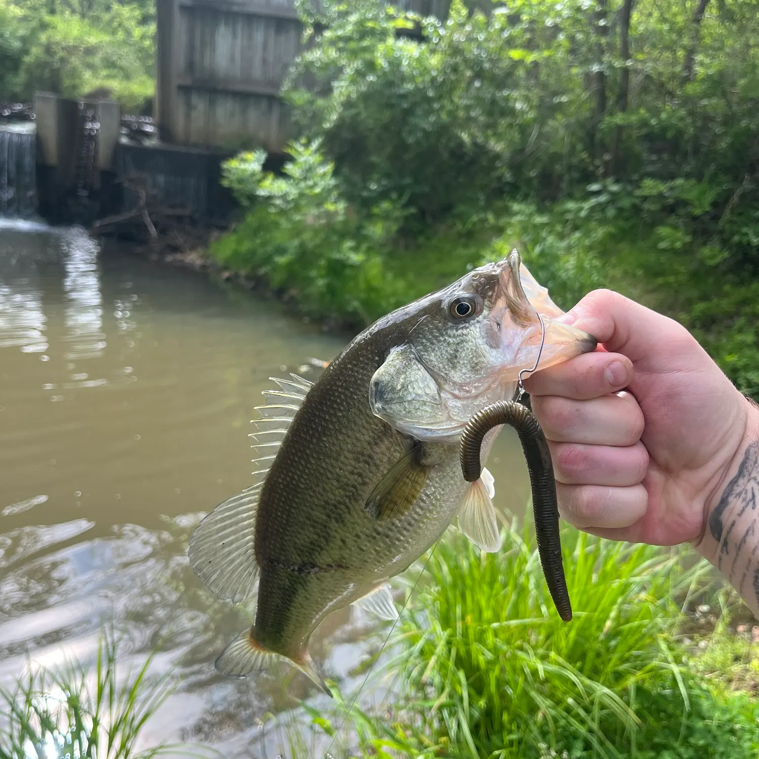 Largemouth bass caught on Fishbrain