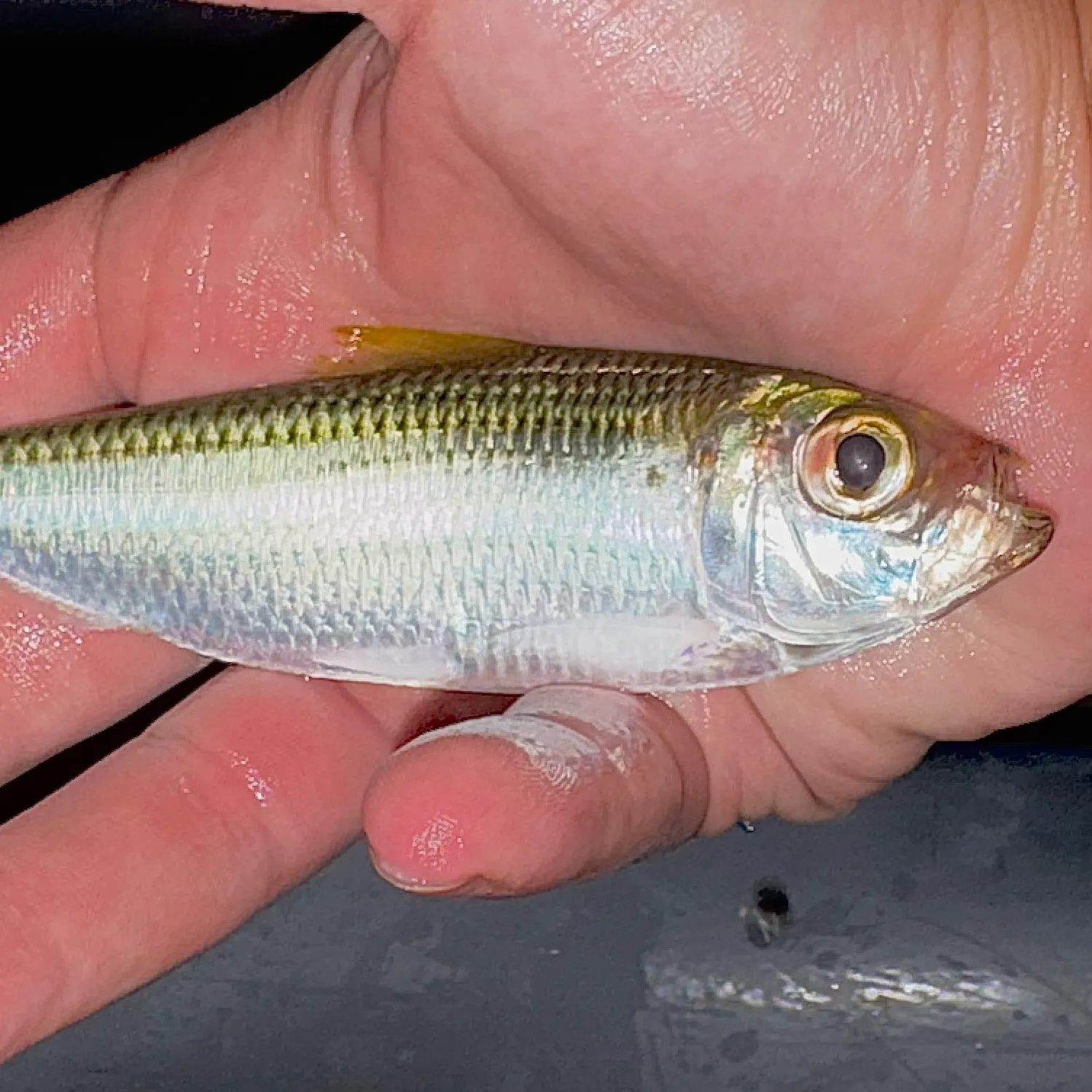 Scaled herring caught on Fishbrain