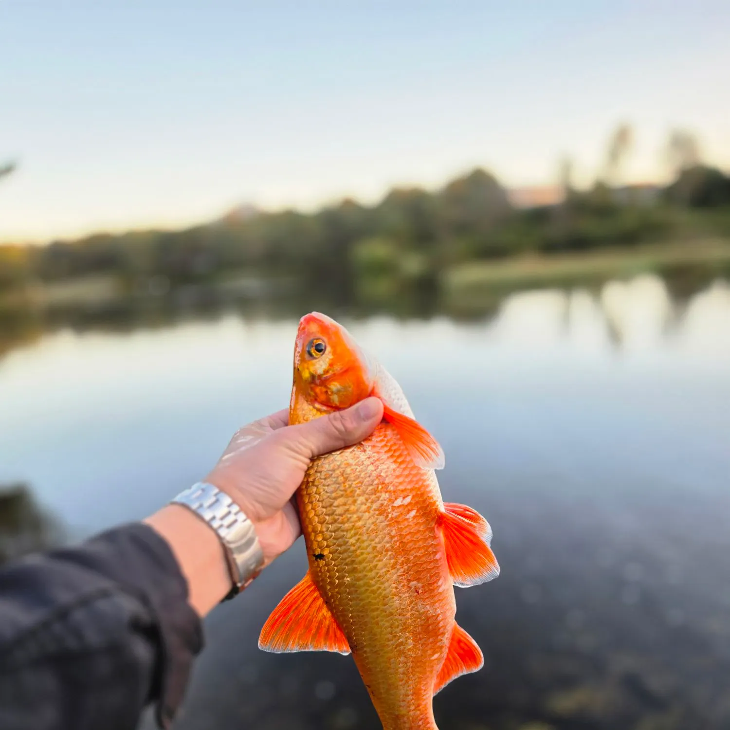 Ide caught on Fishbrain