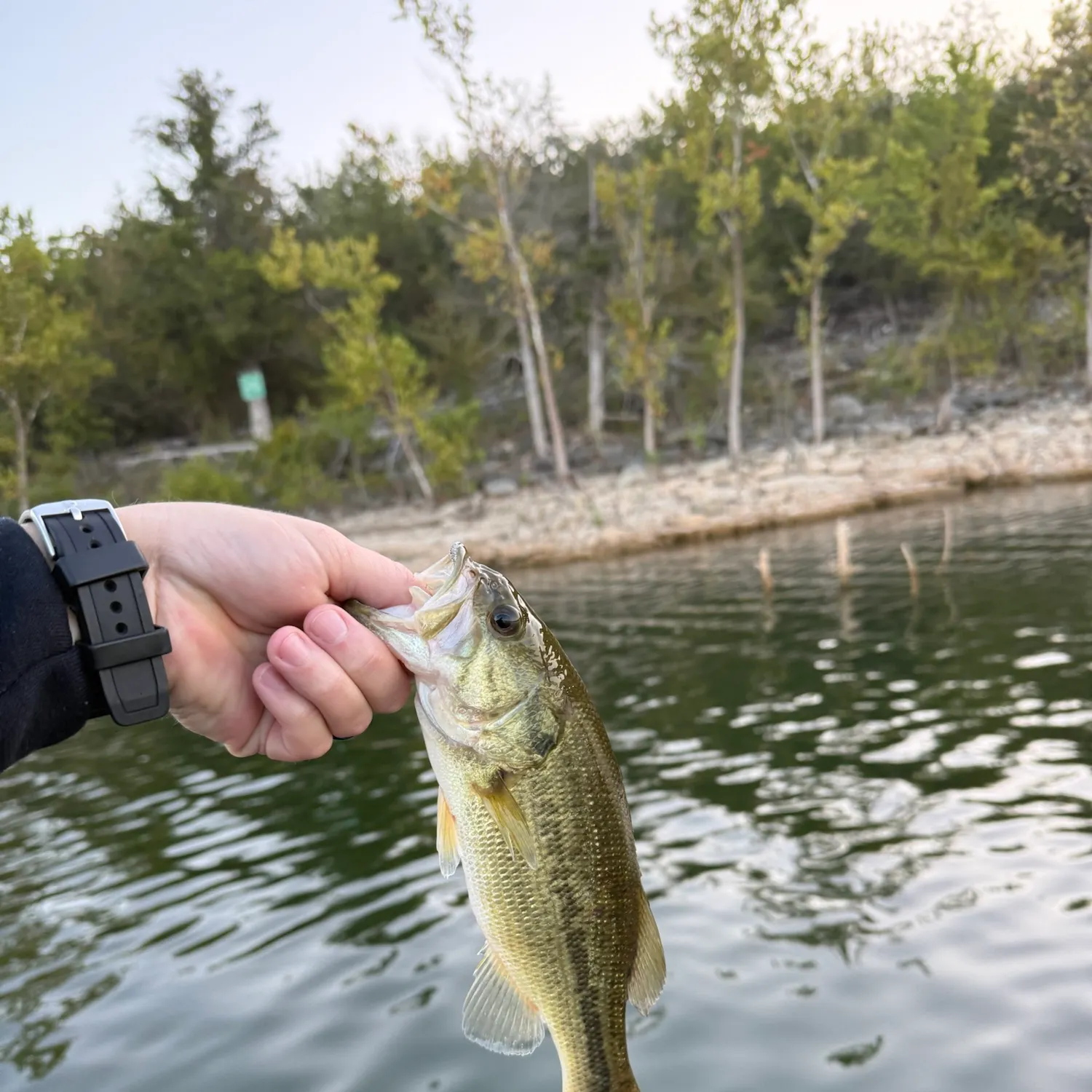 Largemouth bass caught on Fishbrain