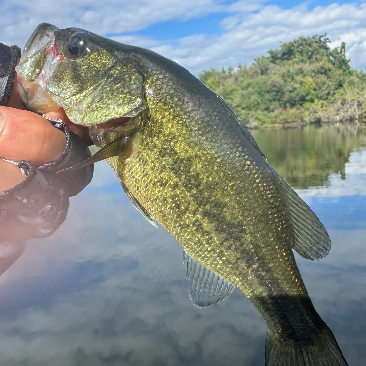 Largemouth bass caught on Fishbrain
