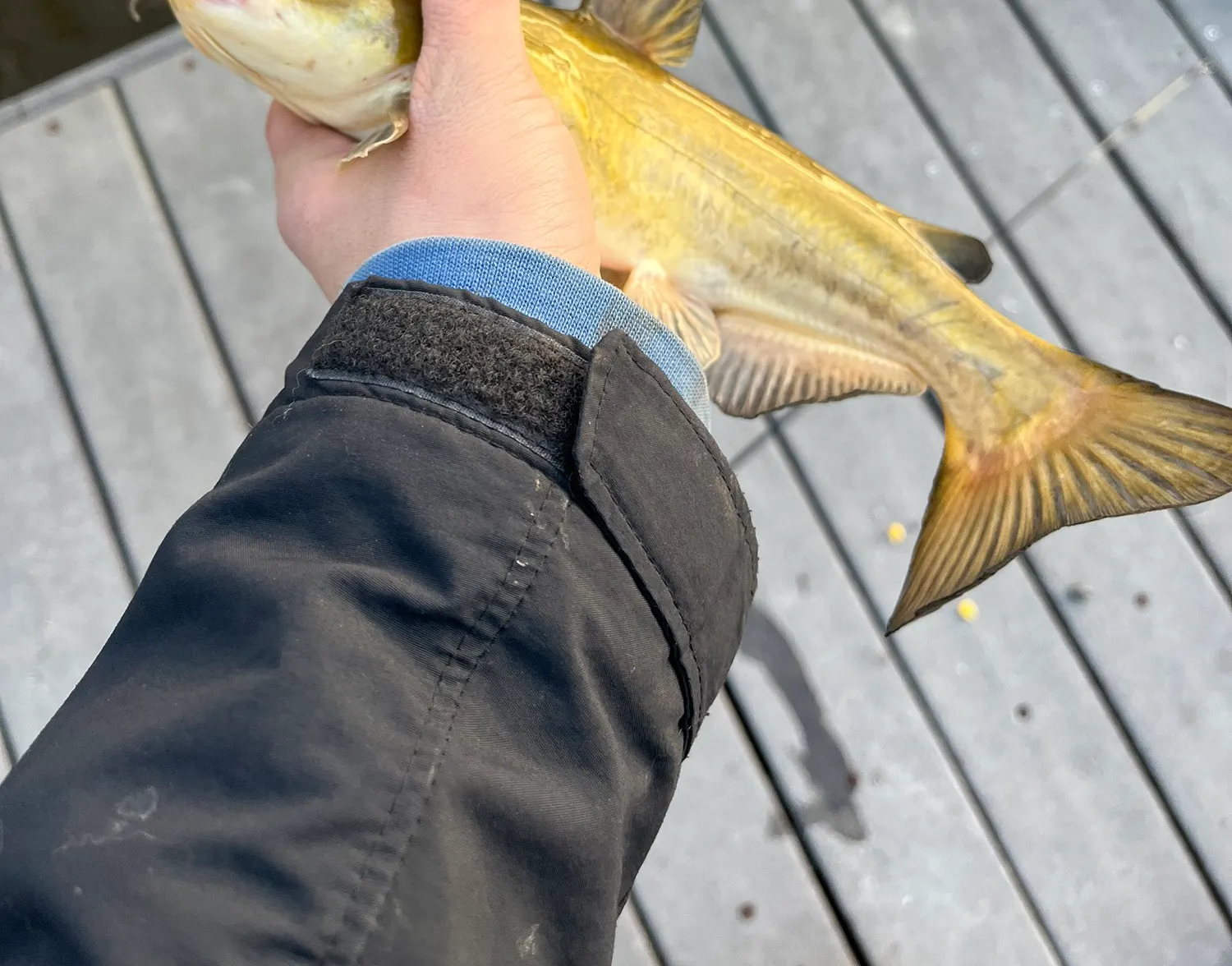 White bullhead