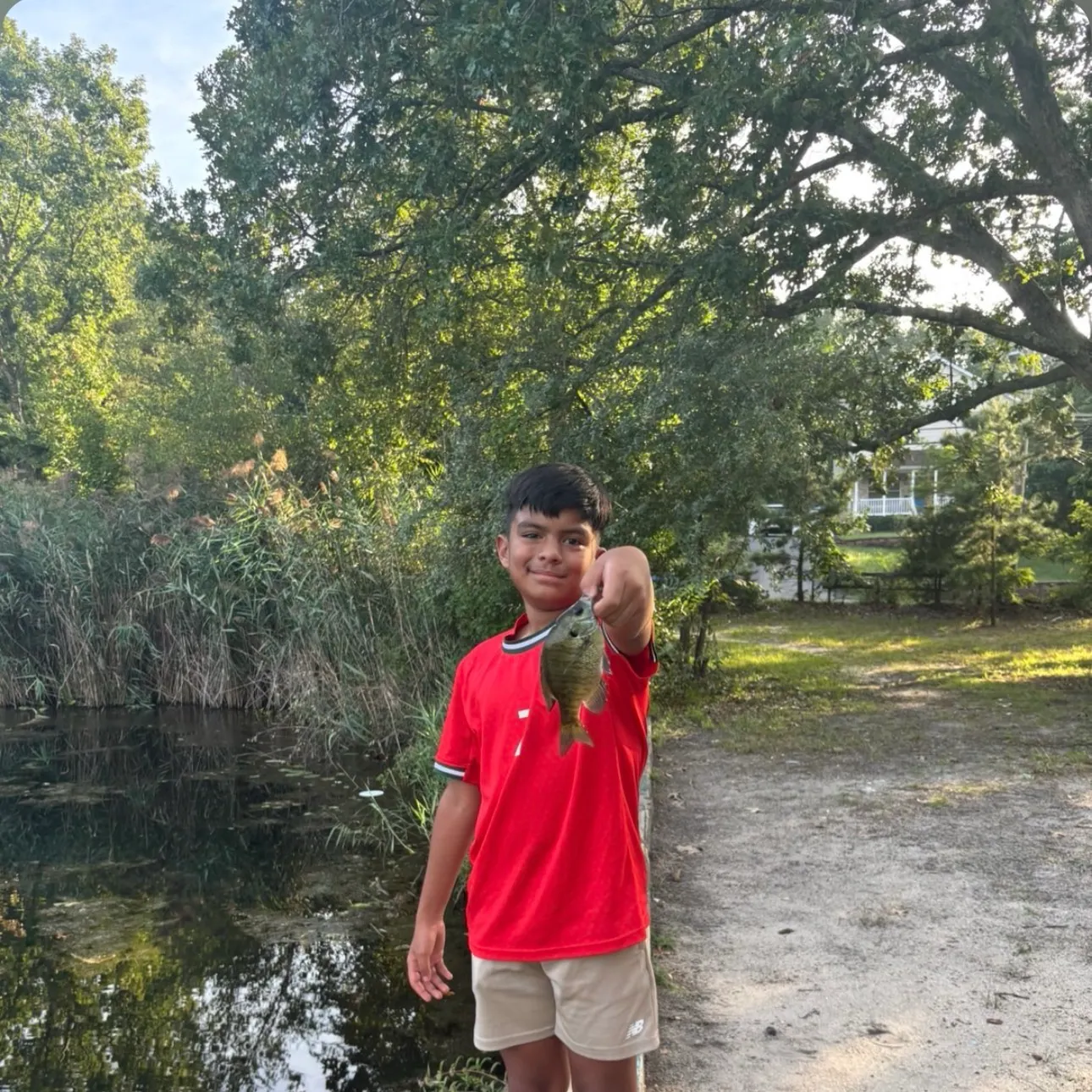 Bluegill caught on Fishbrain