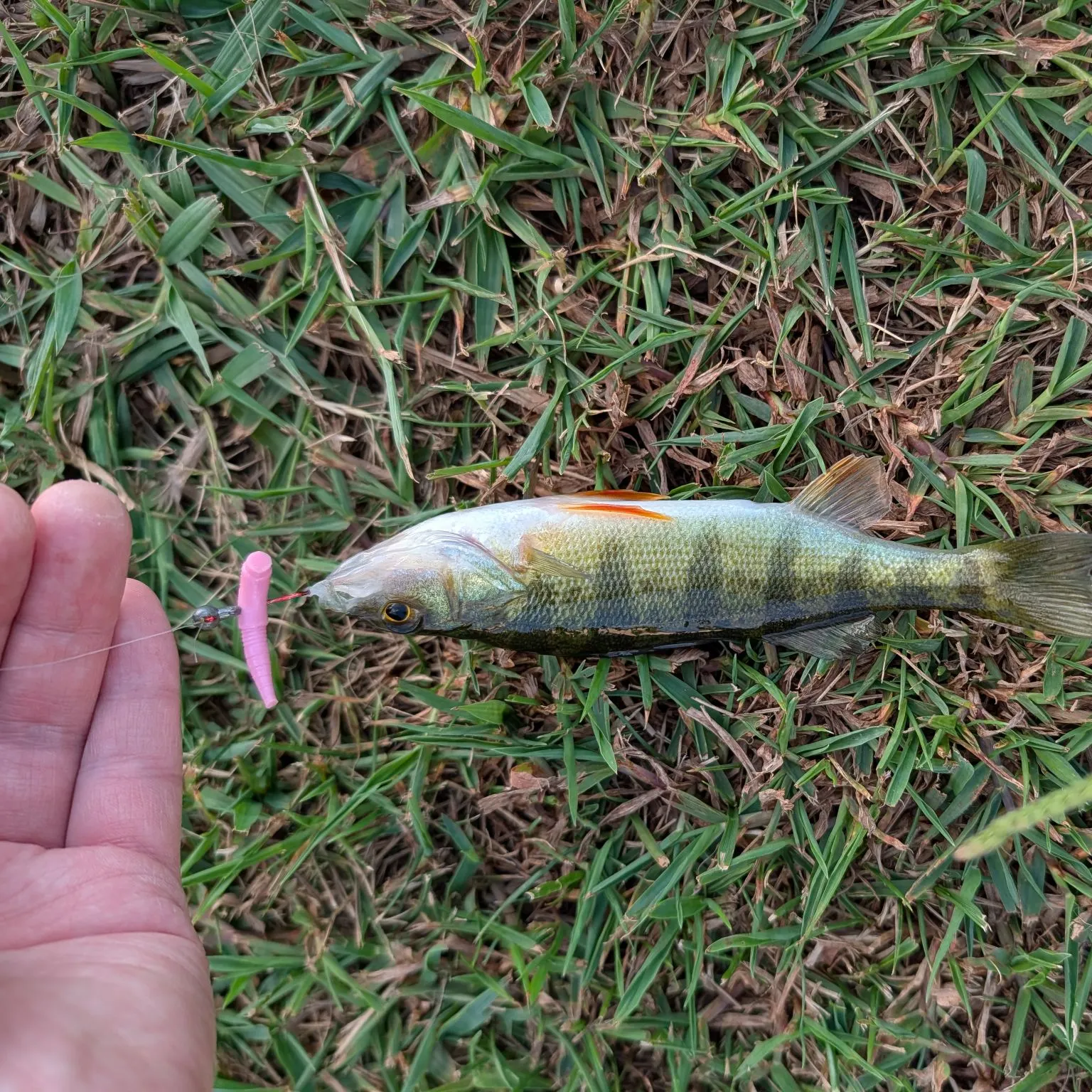 Yellow perch caught on Fishbrain