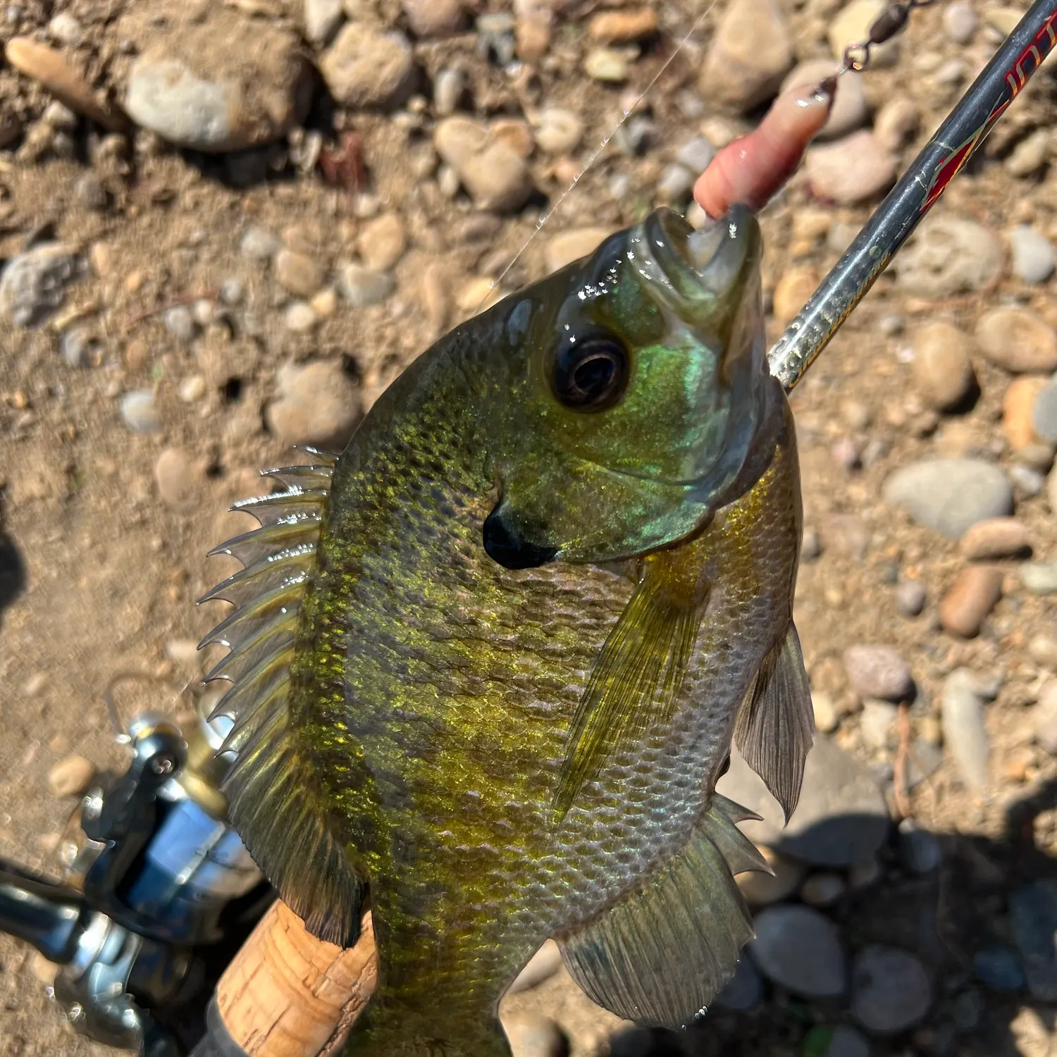 Bluegill caught on Fishbrain