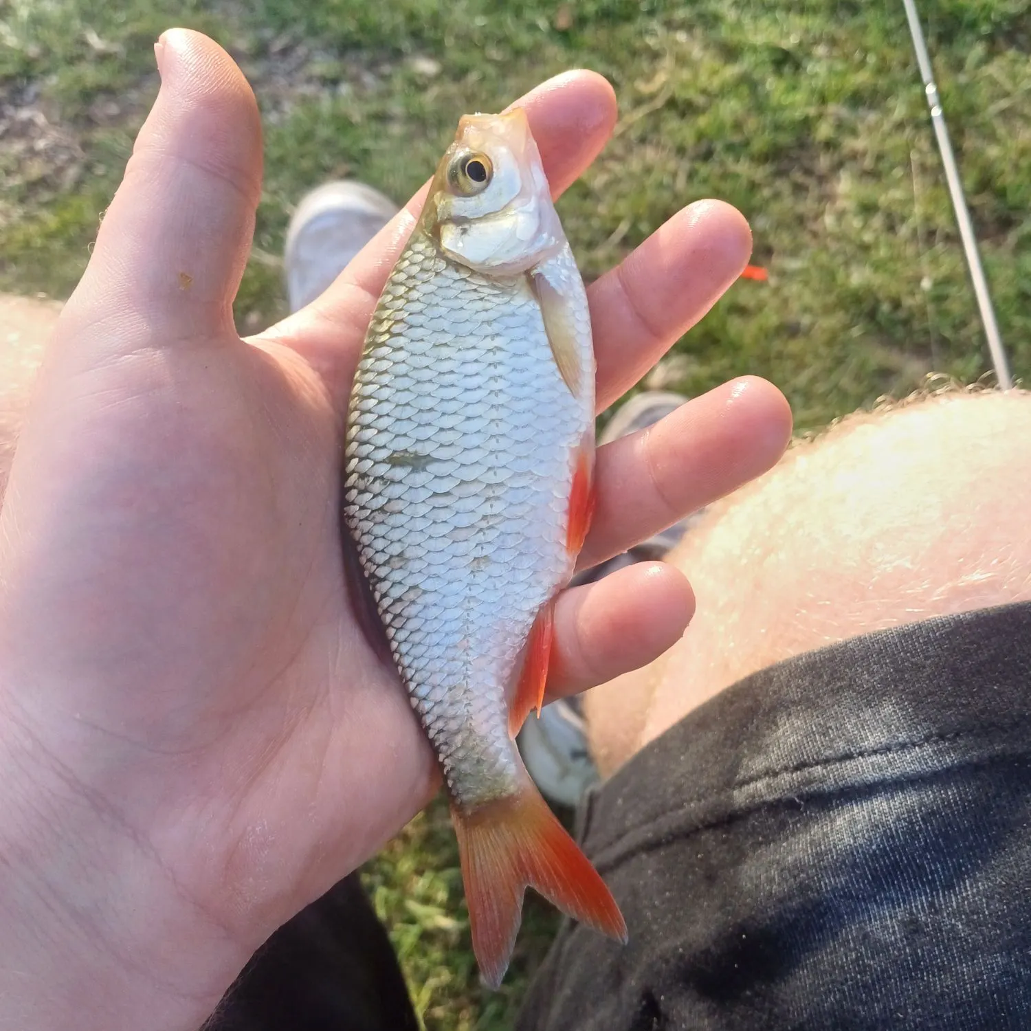 most liked catch image