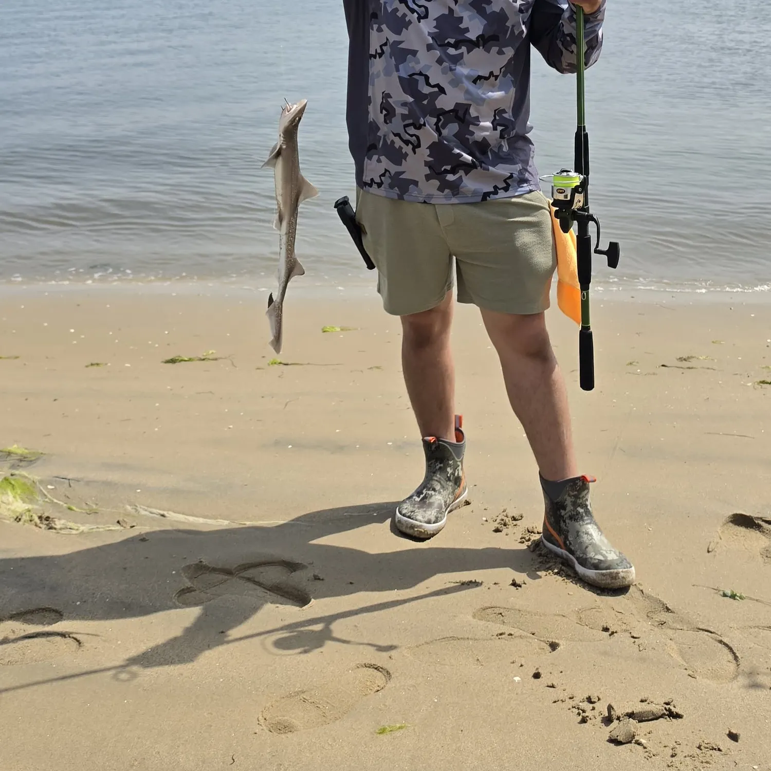 The most recent Grey smooth-hound catches on Fishbrain